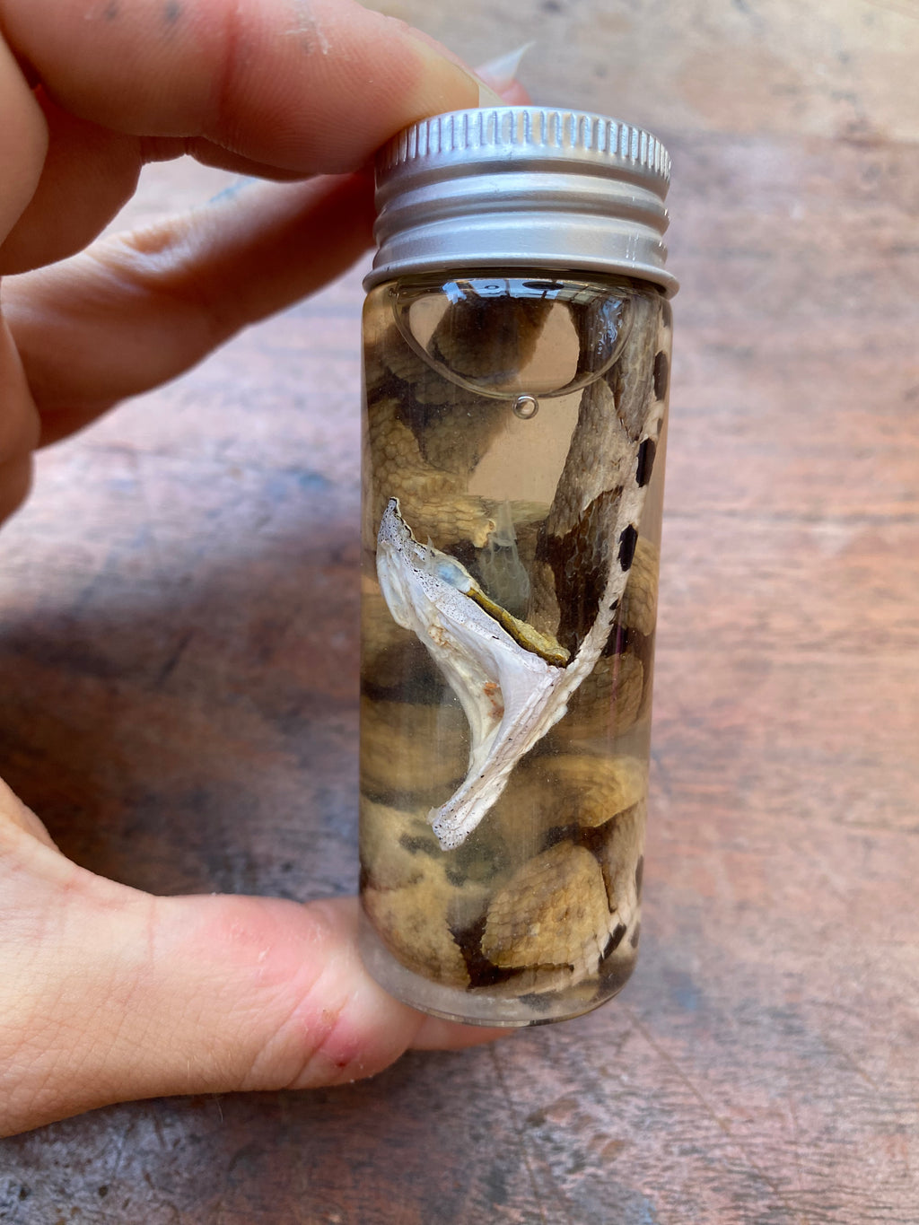 Nose-Horned Viper Snake Wet Specimen