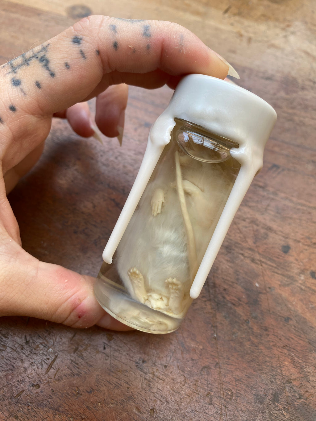 White Mouse Wax Sealed Wet Specimen