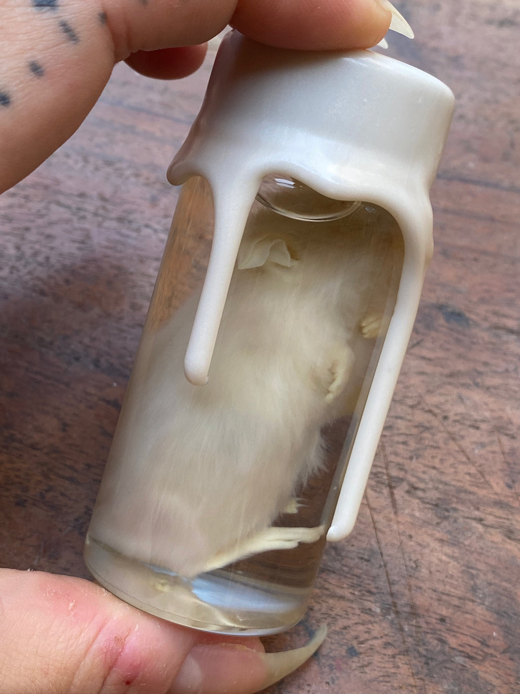 White Mouse Wax Sealed Wet Specimen