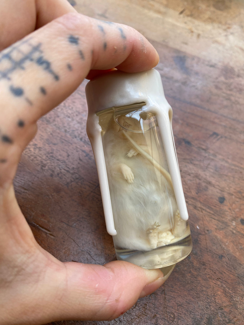 White Mouse Wax Sealed Wet Specimen