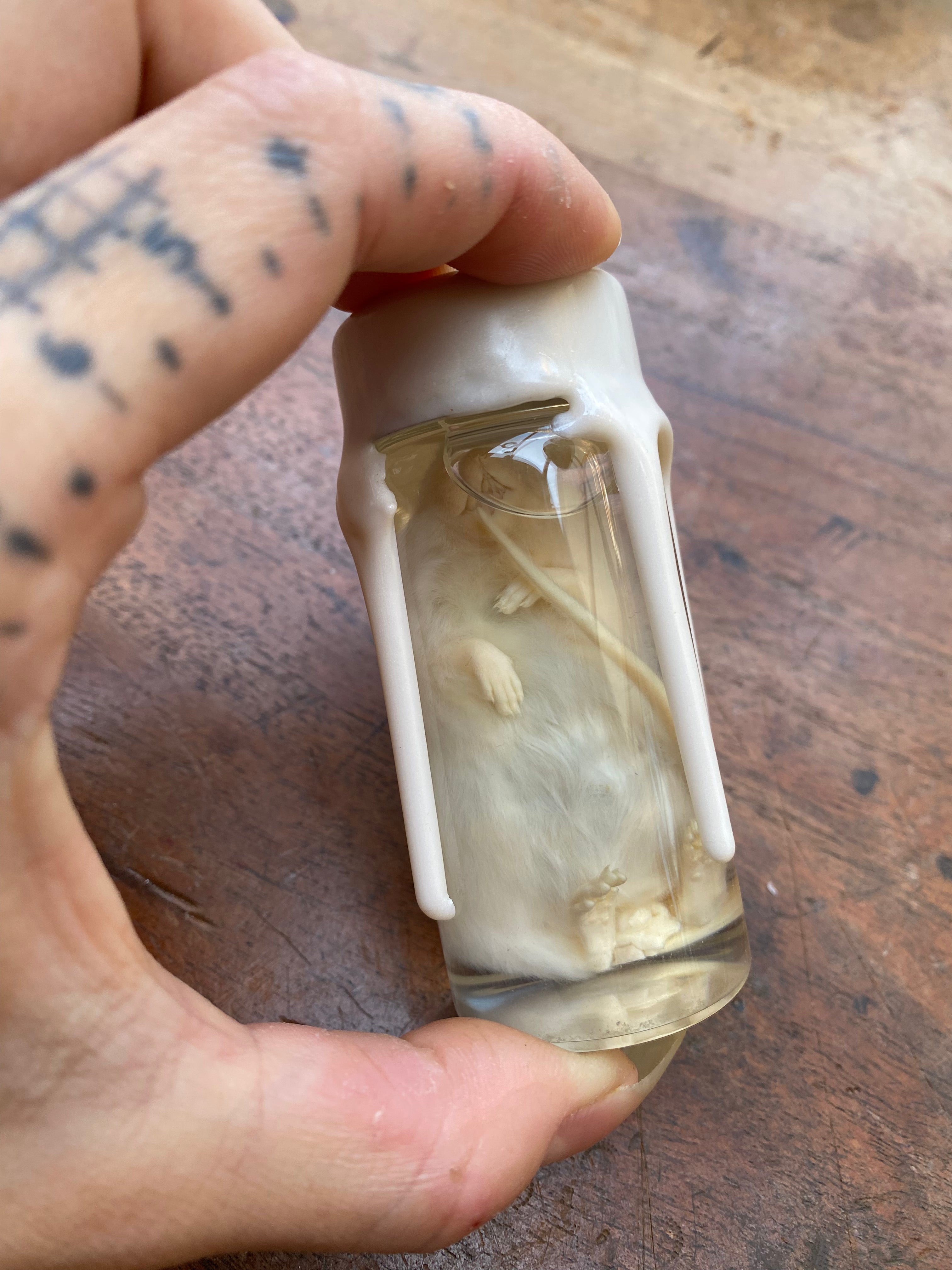 White Mouse Wax Sealed Wet Specimen