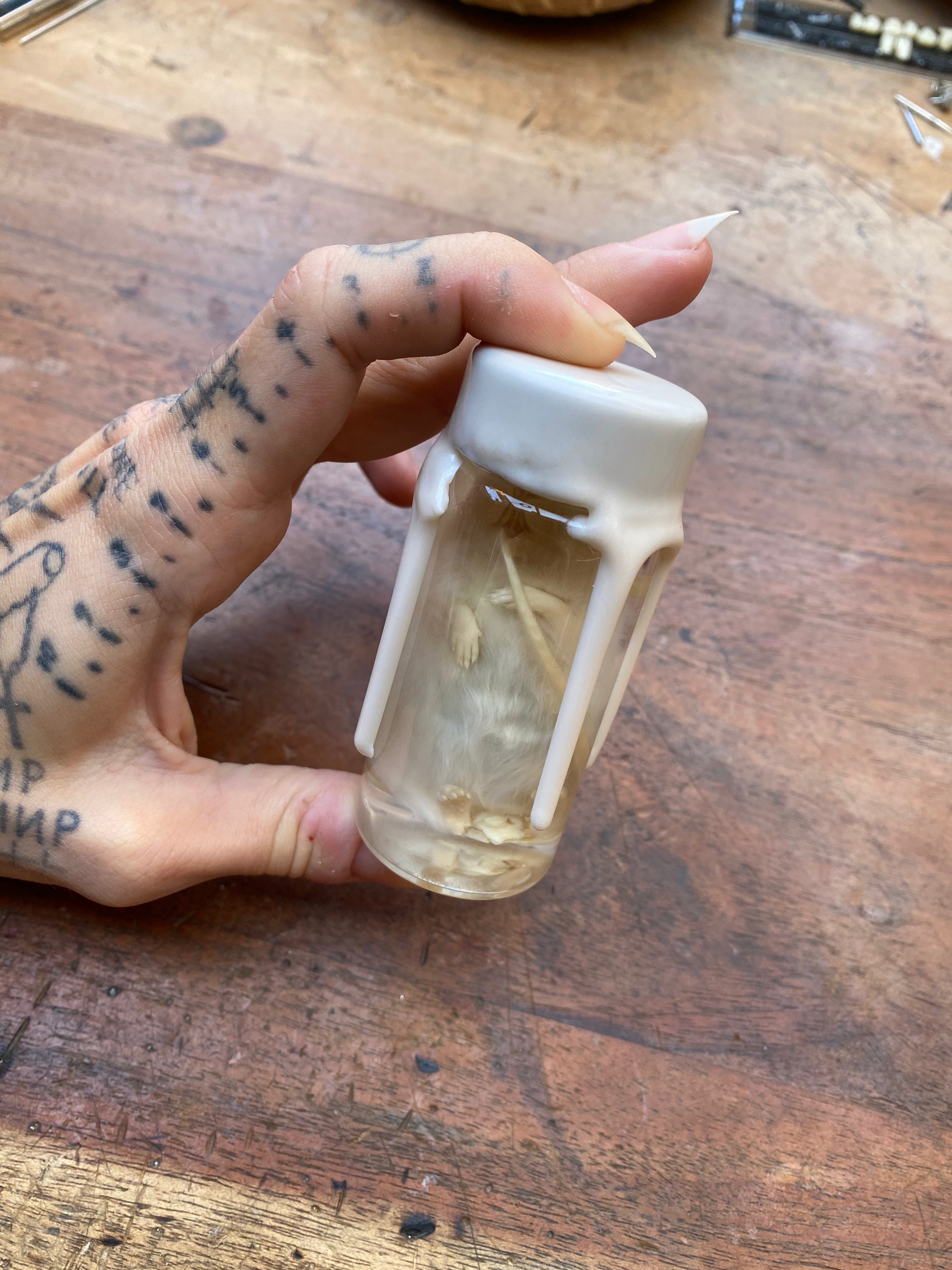 White Mouse Wax Sealed Wet Specimen