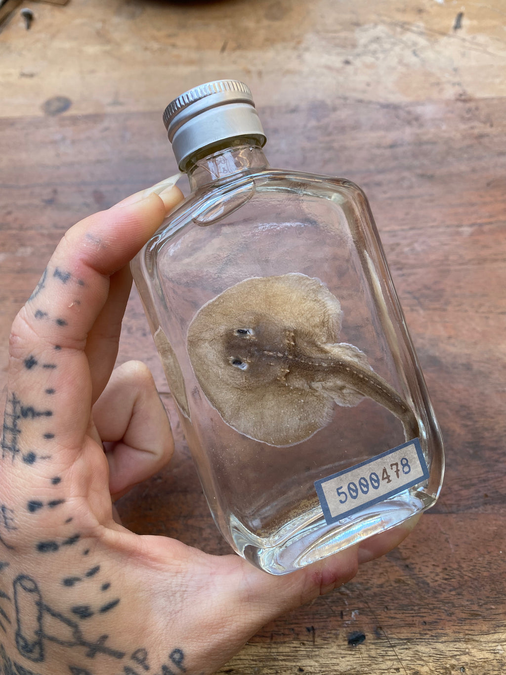 Small Stingray Wet Specimen