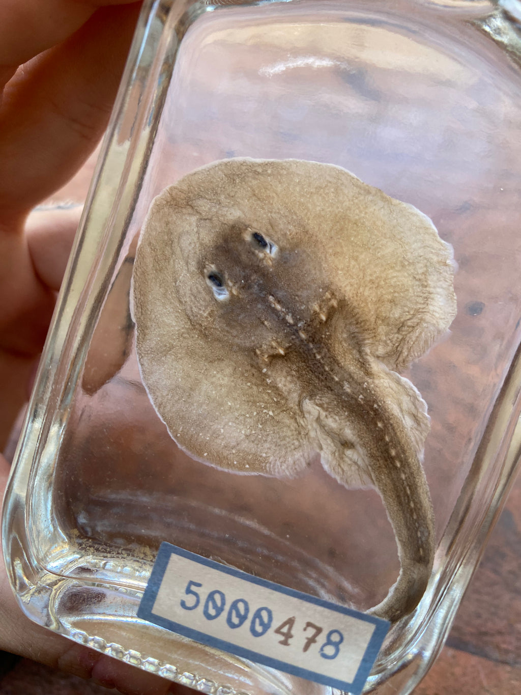 Small Stingray Wet Specimen
