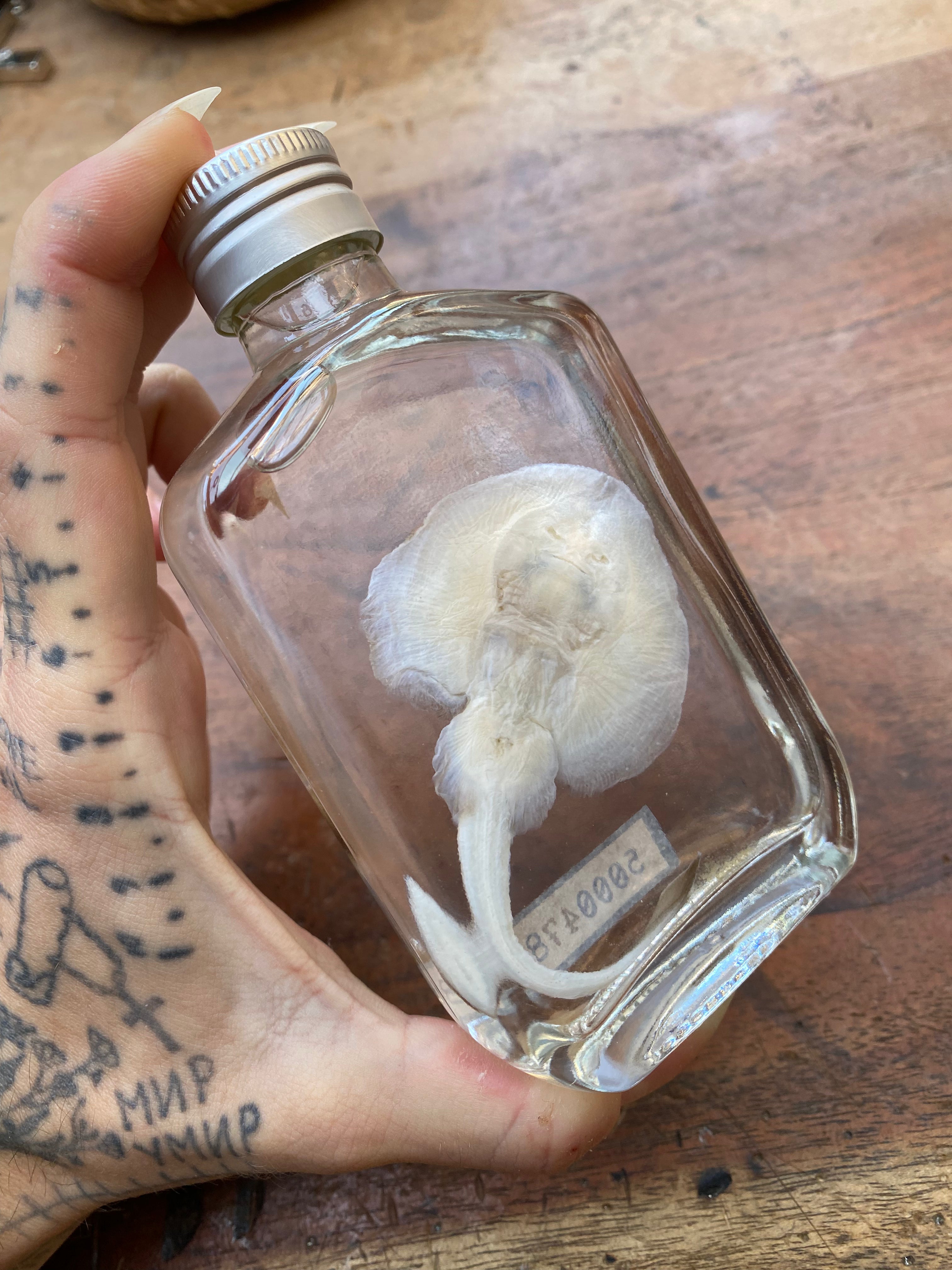 Small Stingray Wet Specimen