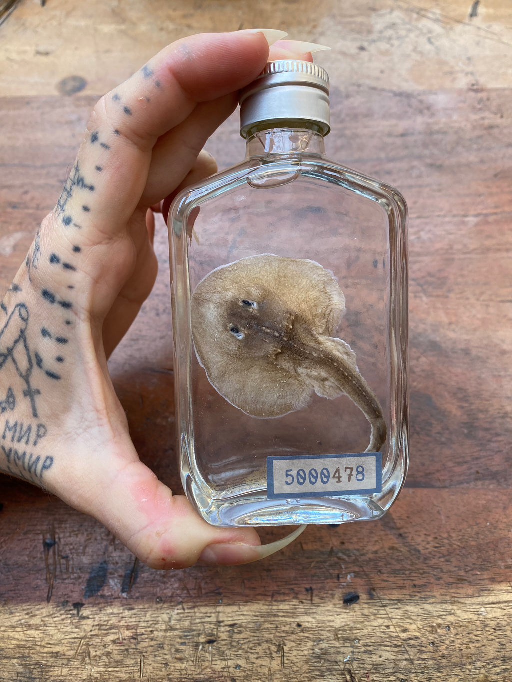 Small Stingray Wet Specimen
