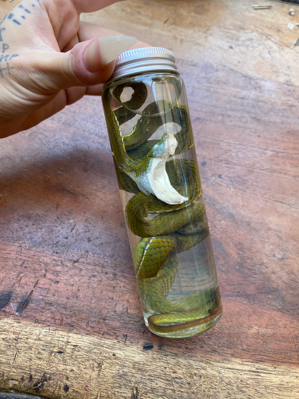 Chinese Green Tree Viper Snake Wet Specimen