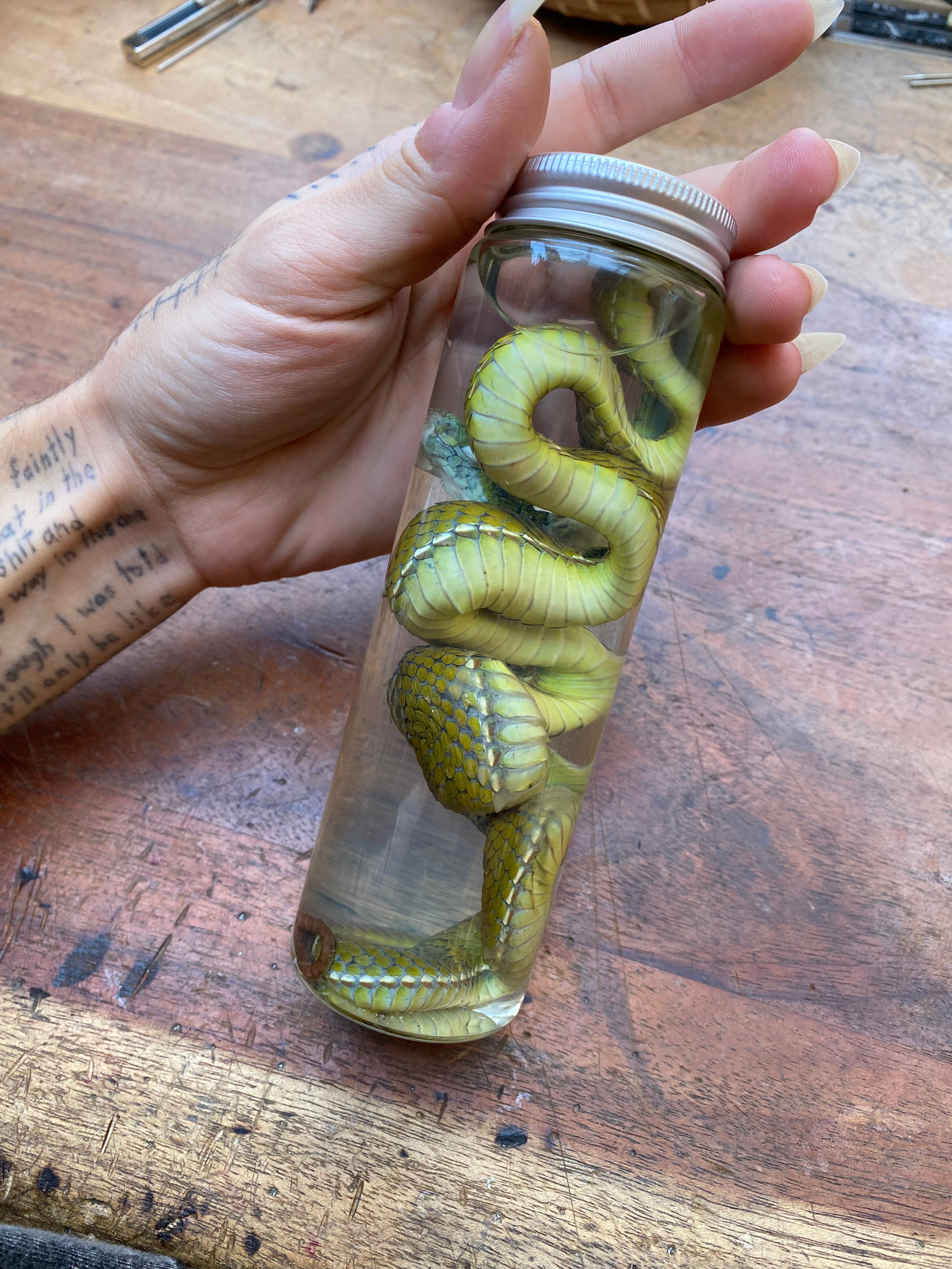 Chinese Green Tree Viper Snake Wet Specimen