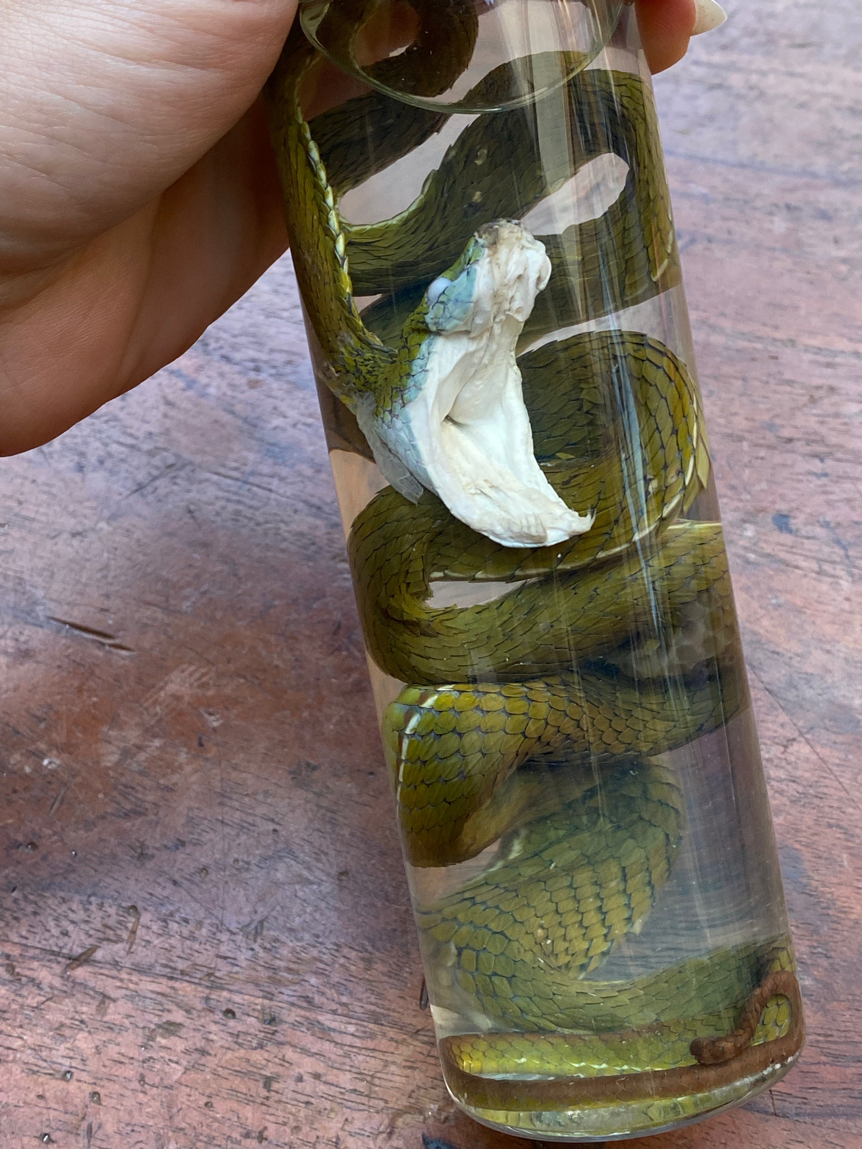Chinese Green Tree Viper Snake Wet Specimen
