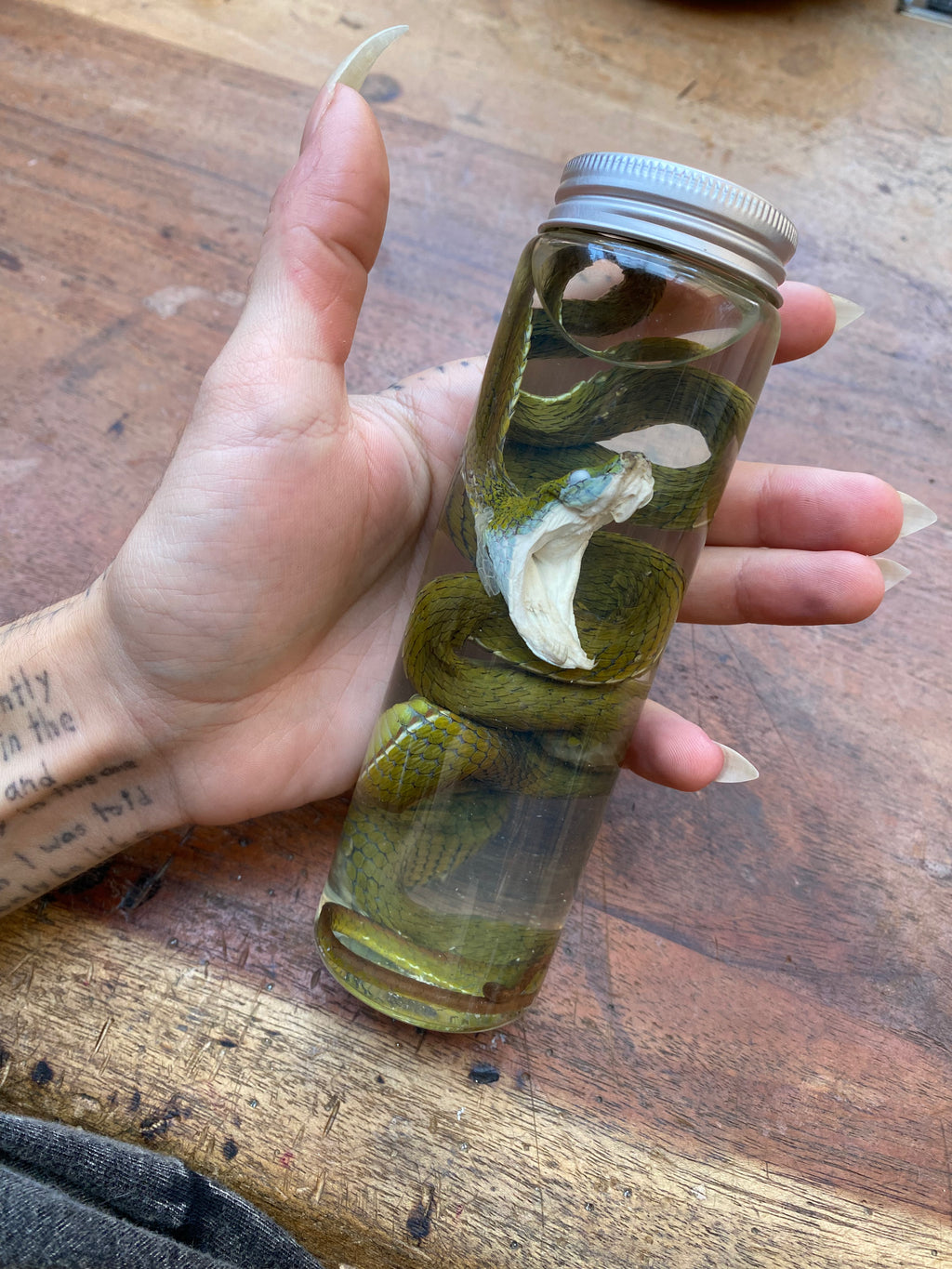 Chinese Green Tree Viper Snake Wet Specimen