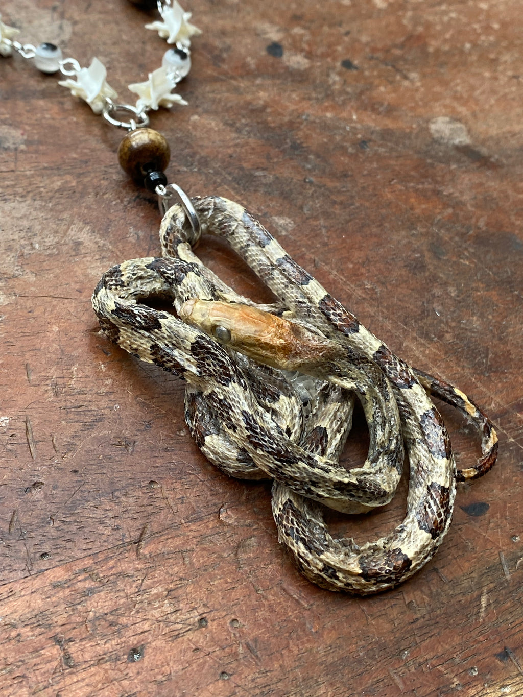 Taxidermy Snake and Snake Vertebrae Necklace