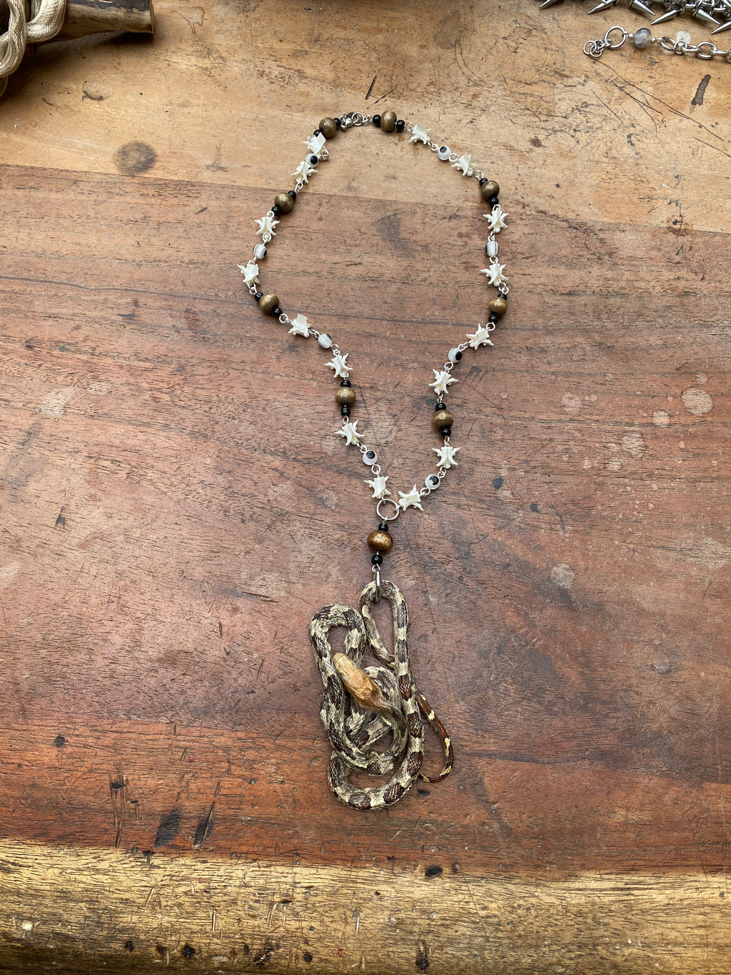 Taxidermy Snake and Snake Vertebrae Necklace