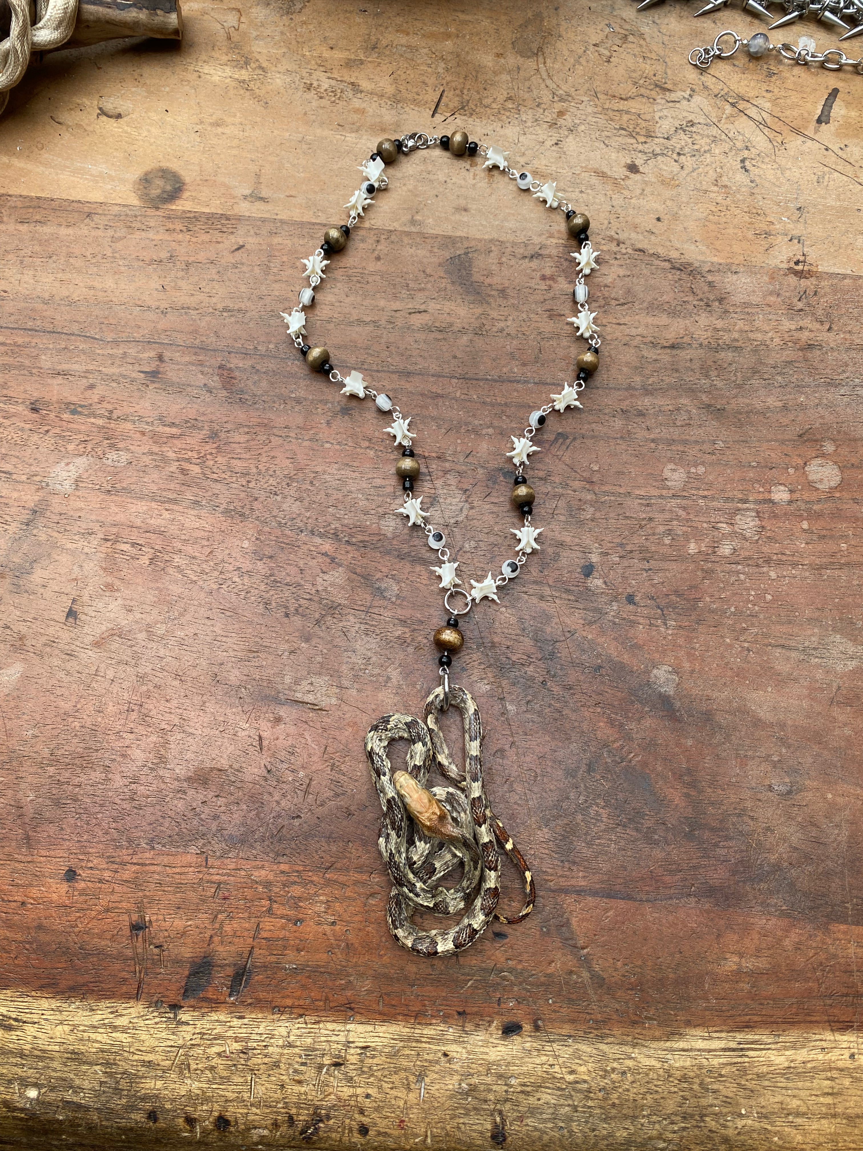 Taxidermy Snake and Snake Vertebrae Necklace