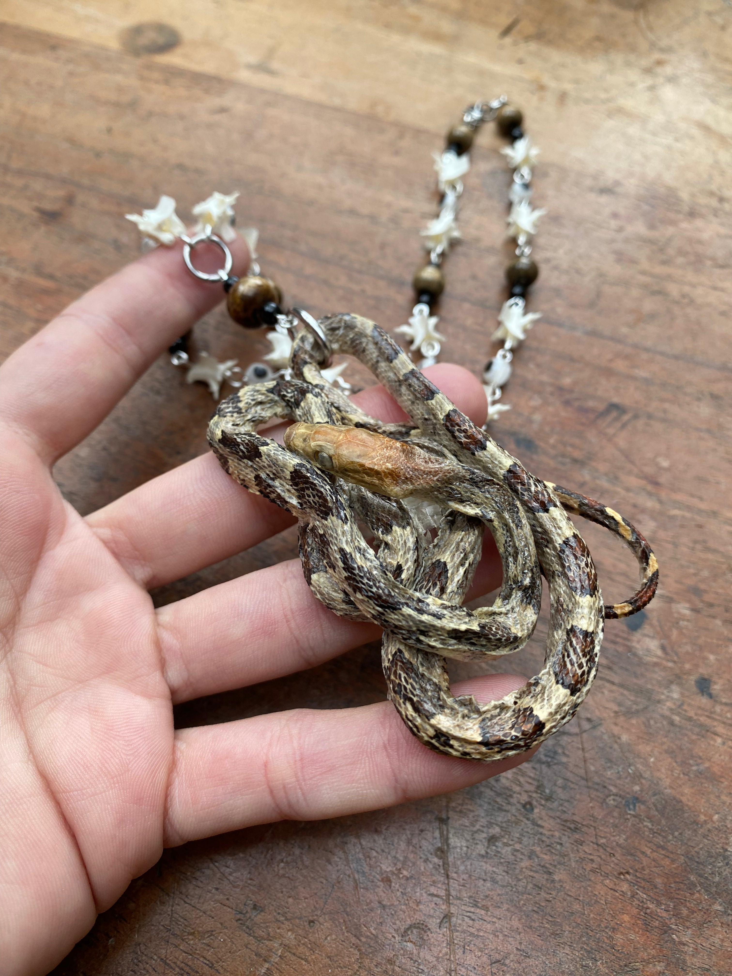 Taxidermy Snake and Snake Vertebrae Necklace