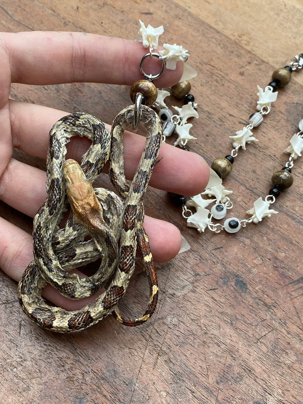 Taxidermy Snake and Snake Vertebrae Necklace