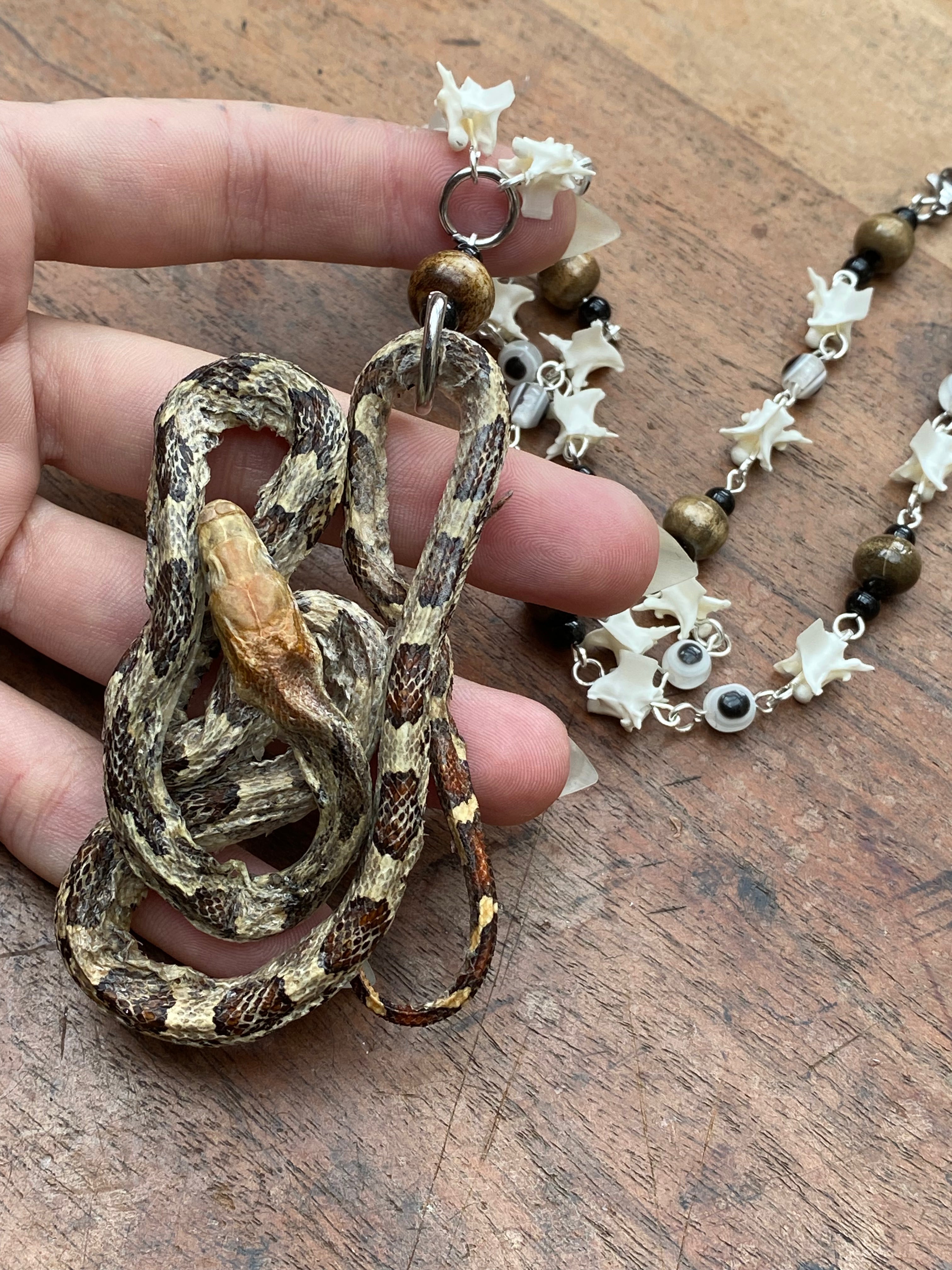 Taxidermy Snake and Snake Vertebrae Necklace