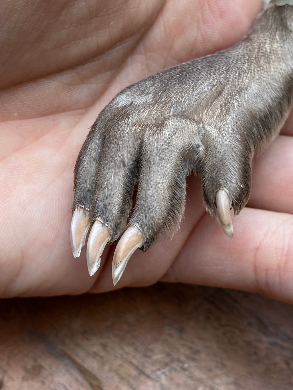 Muskrat Paw Keychain