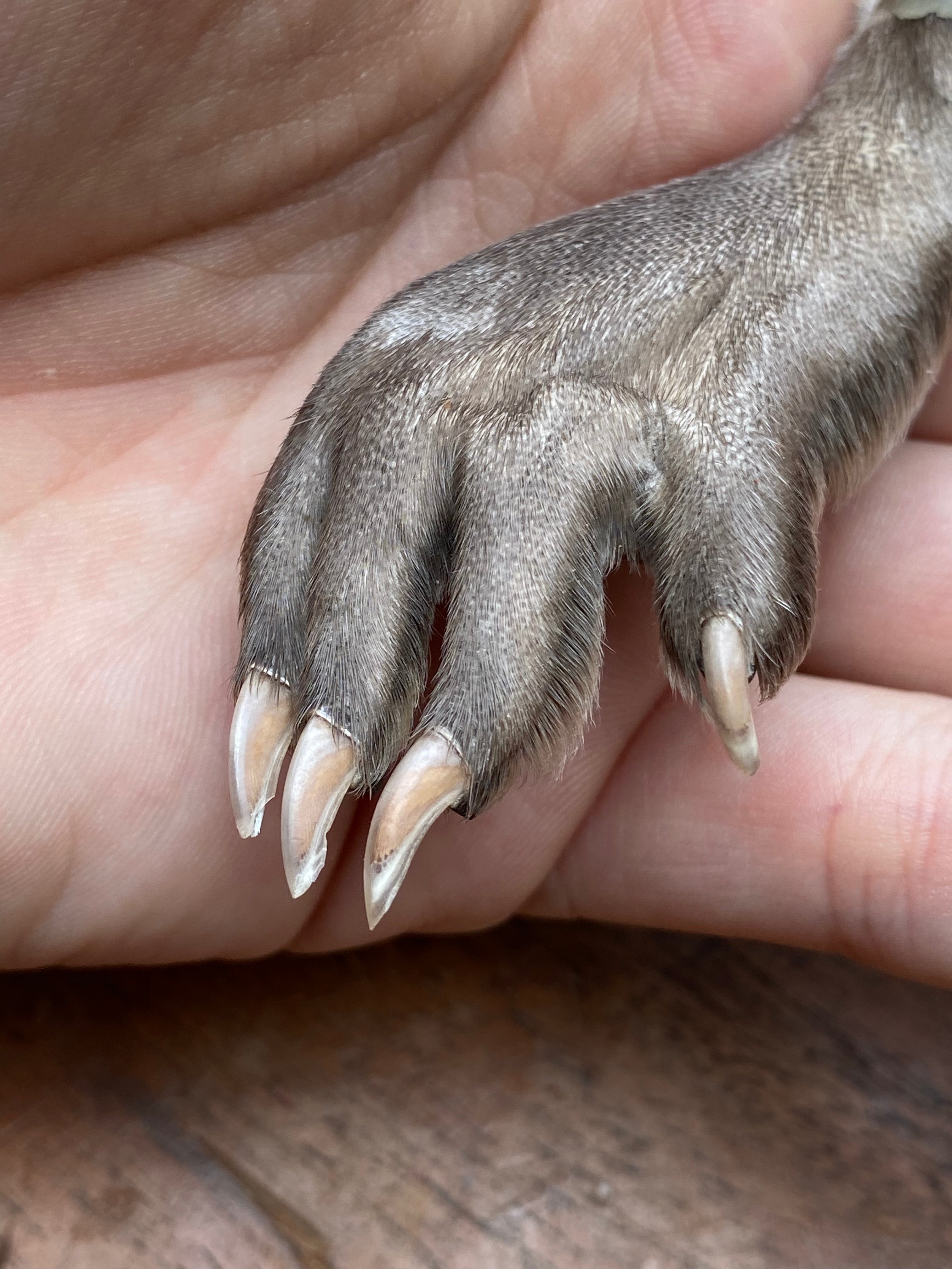 Muskrat Paw Keychain