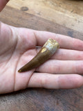 Plesiosaur Tooth Fossil