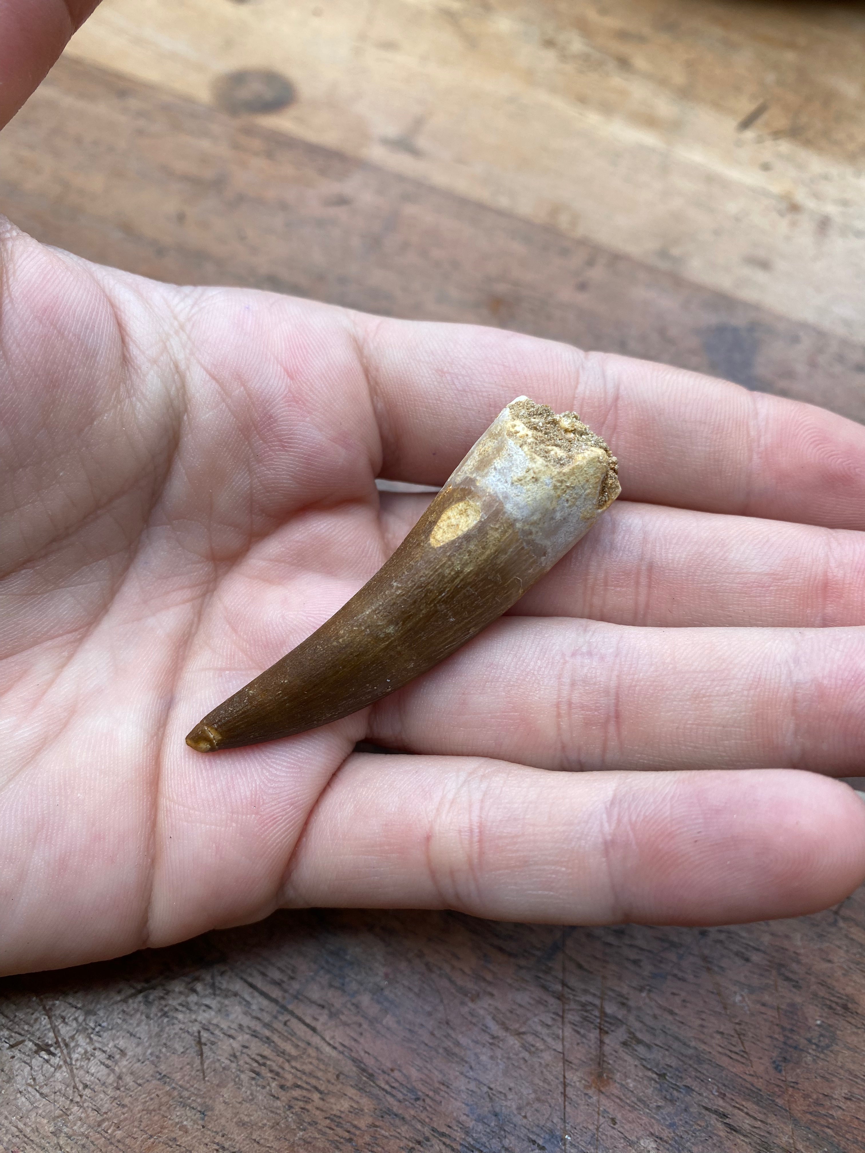Plesiosaur Tooth Fossil