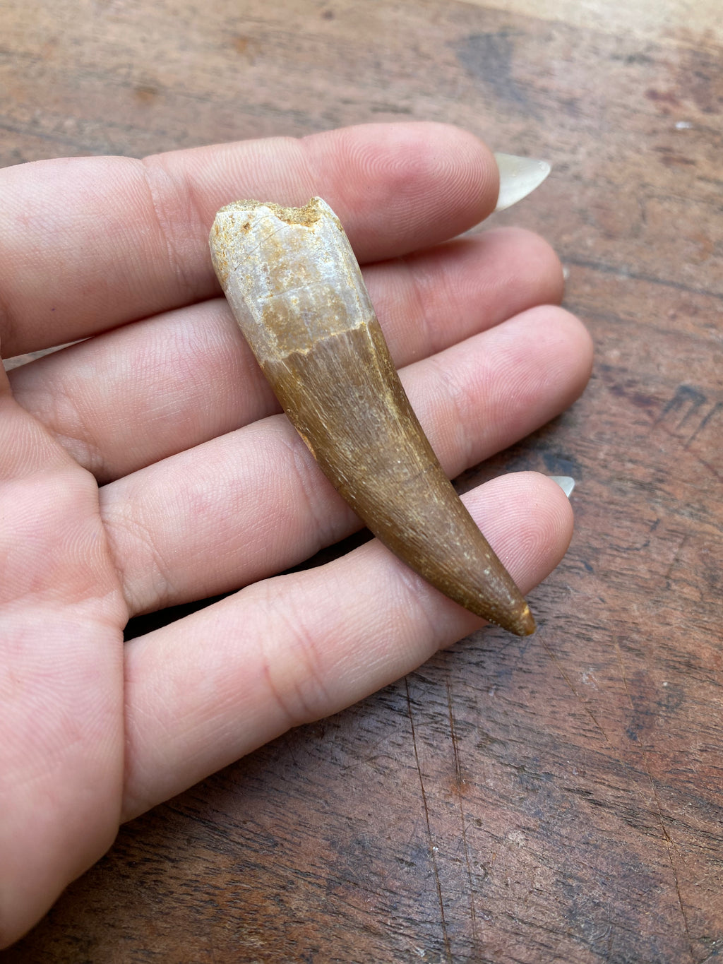 Plesiosaur Tooth Fossil