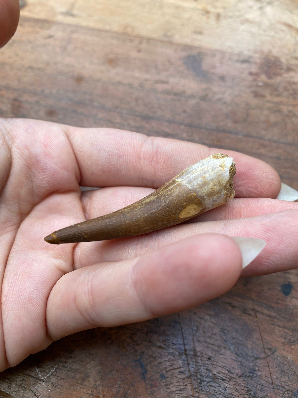Plesiosaur Tooth Fossil