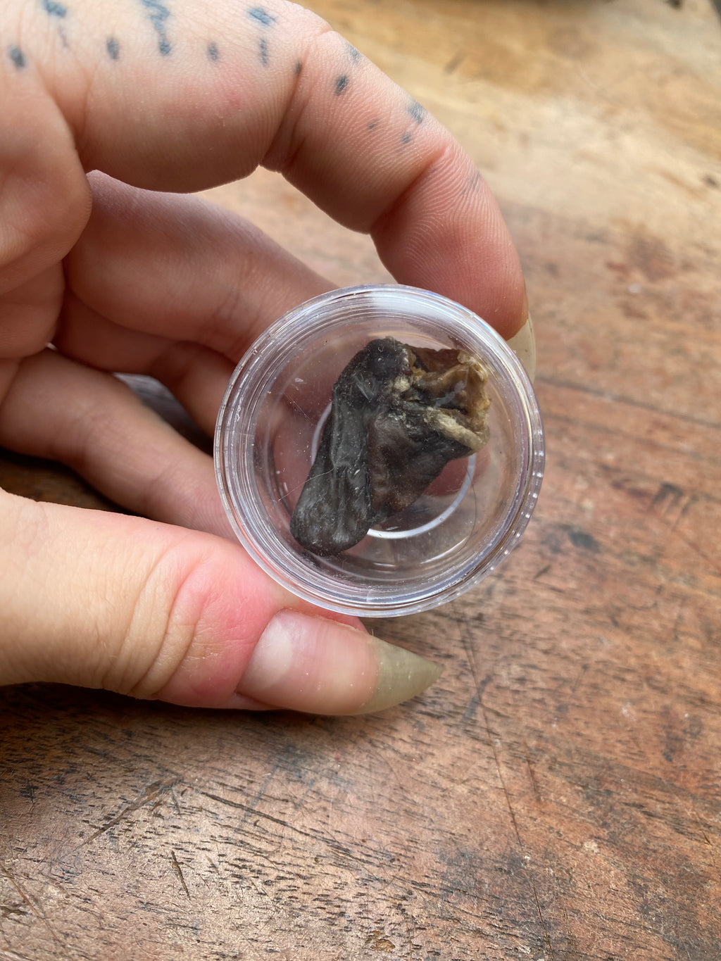 Mummified Crow Heart