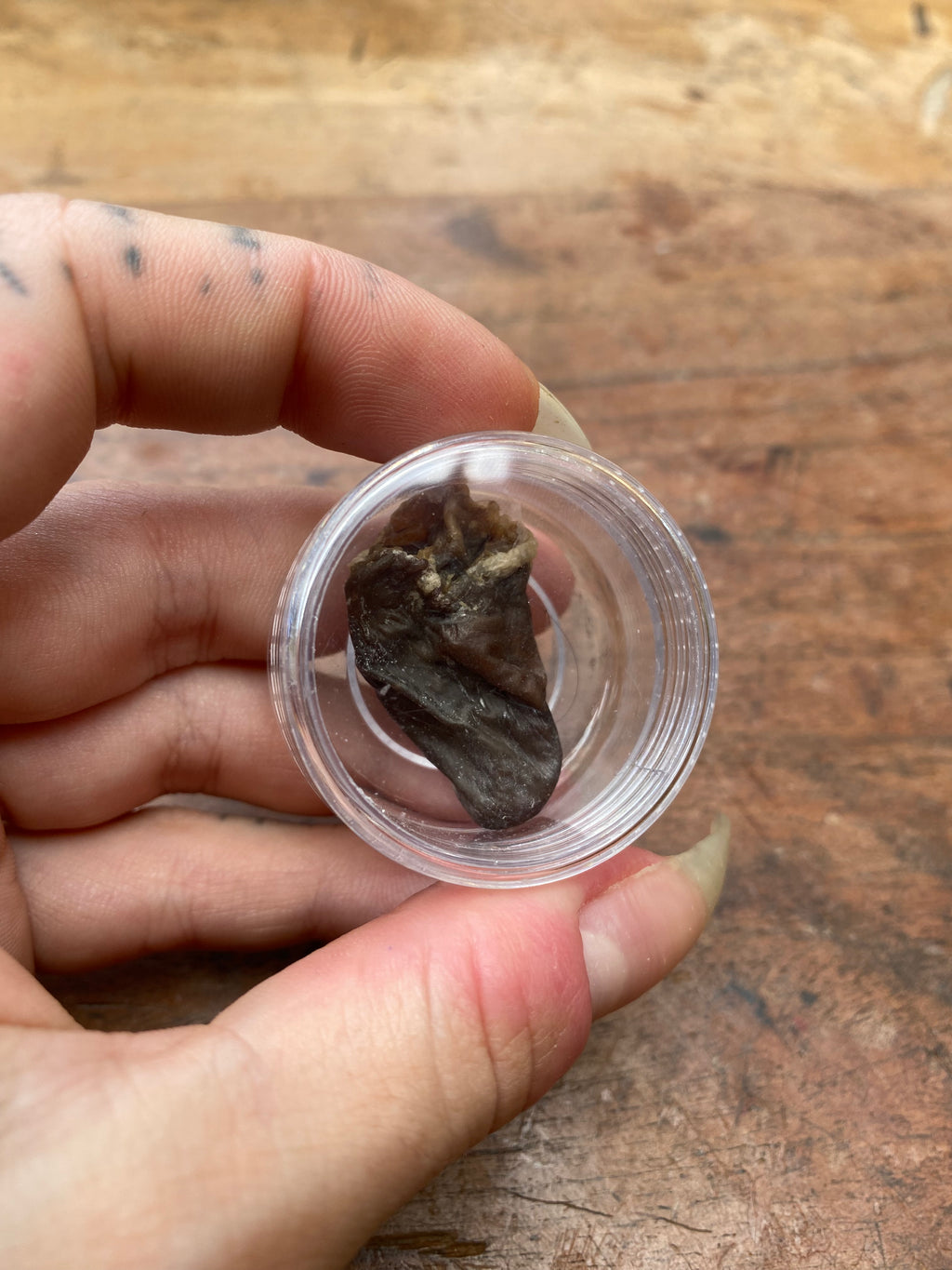 Mummified Crow Heart