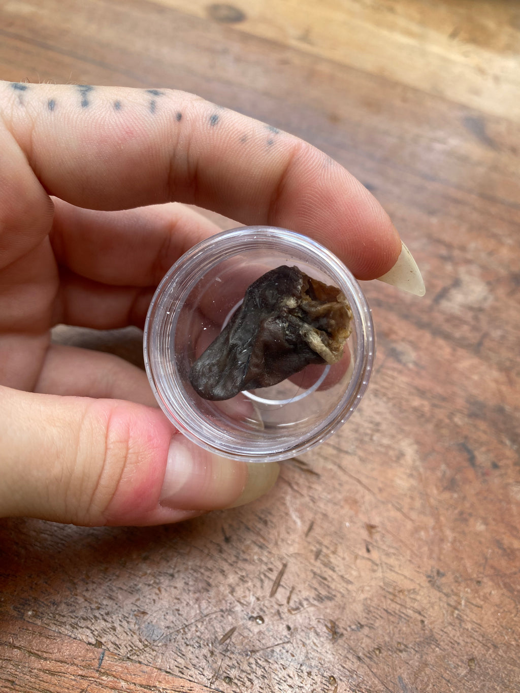 Mummified Crow Heart