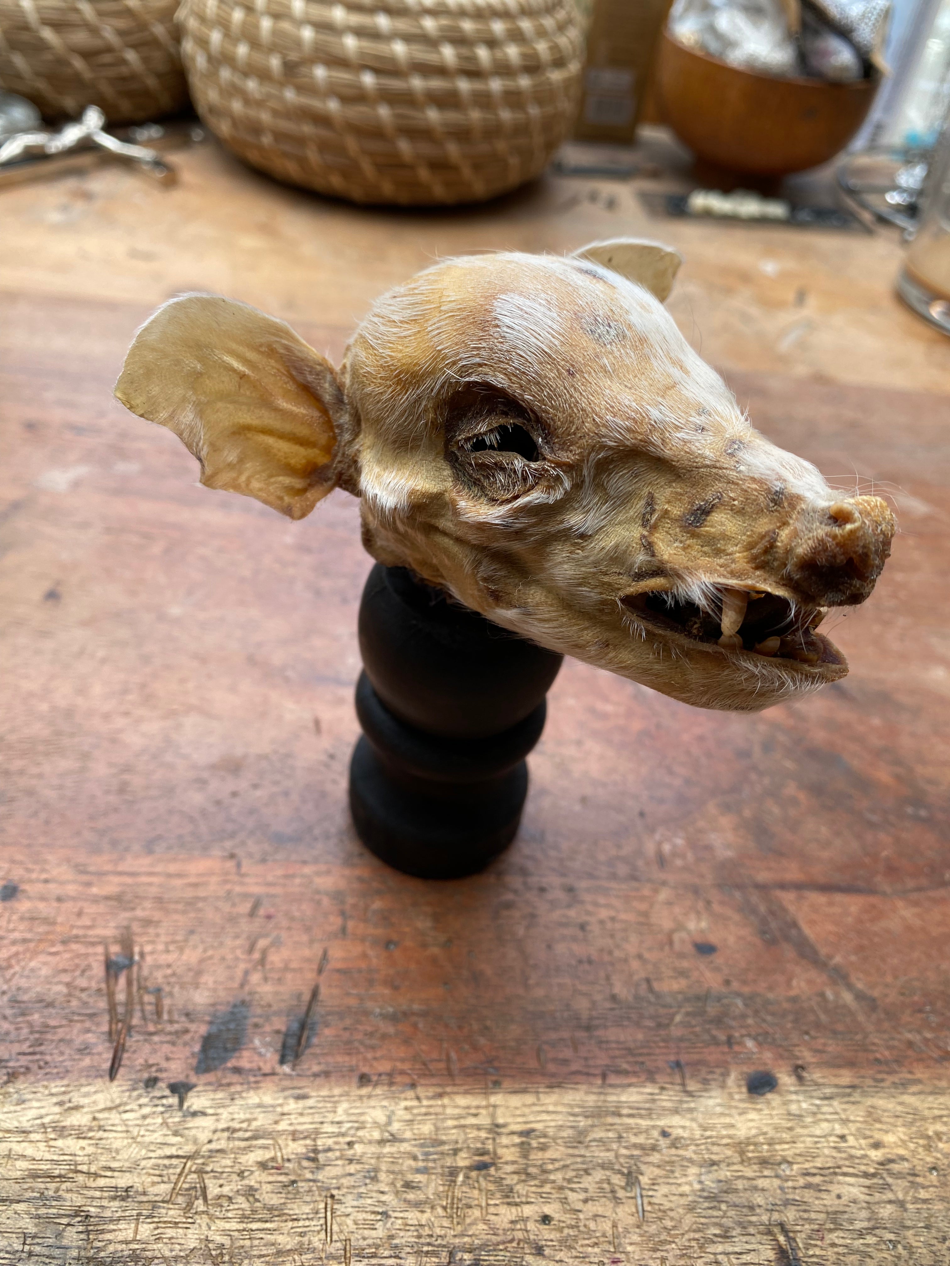 Mummified Pig Head on Wooden Stand