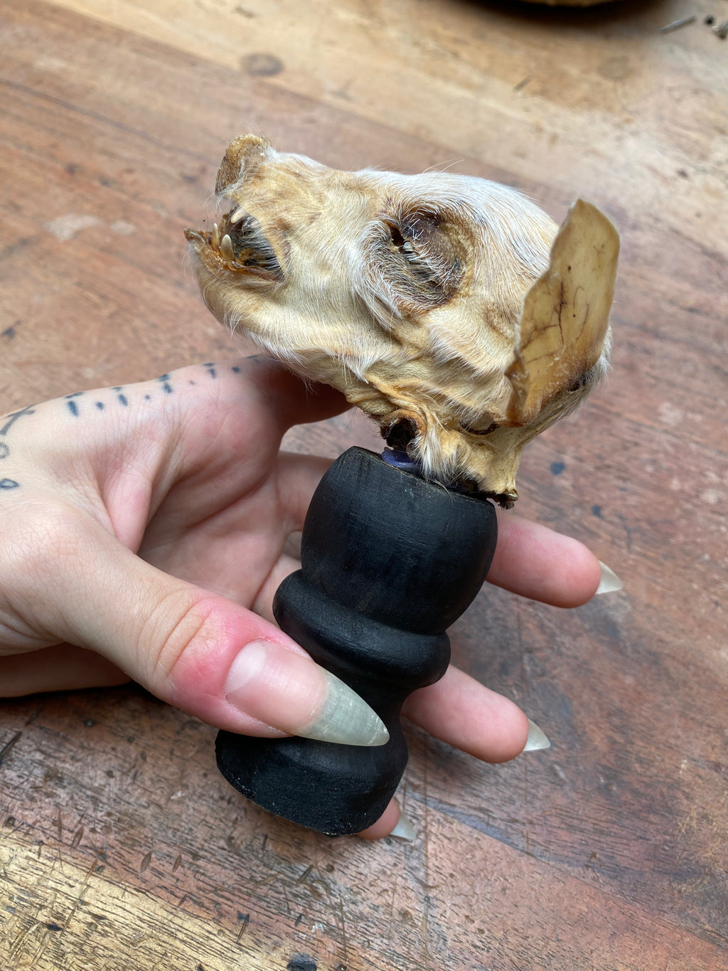 Mummified Pig Head on Wooden Stand