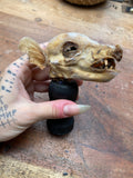 Mummified Pig Head on Wooden Stand