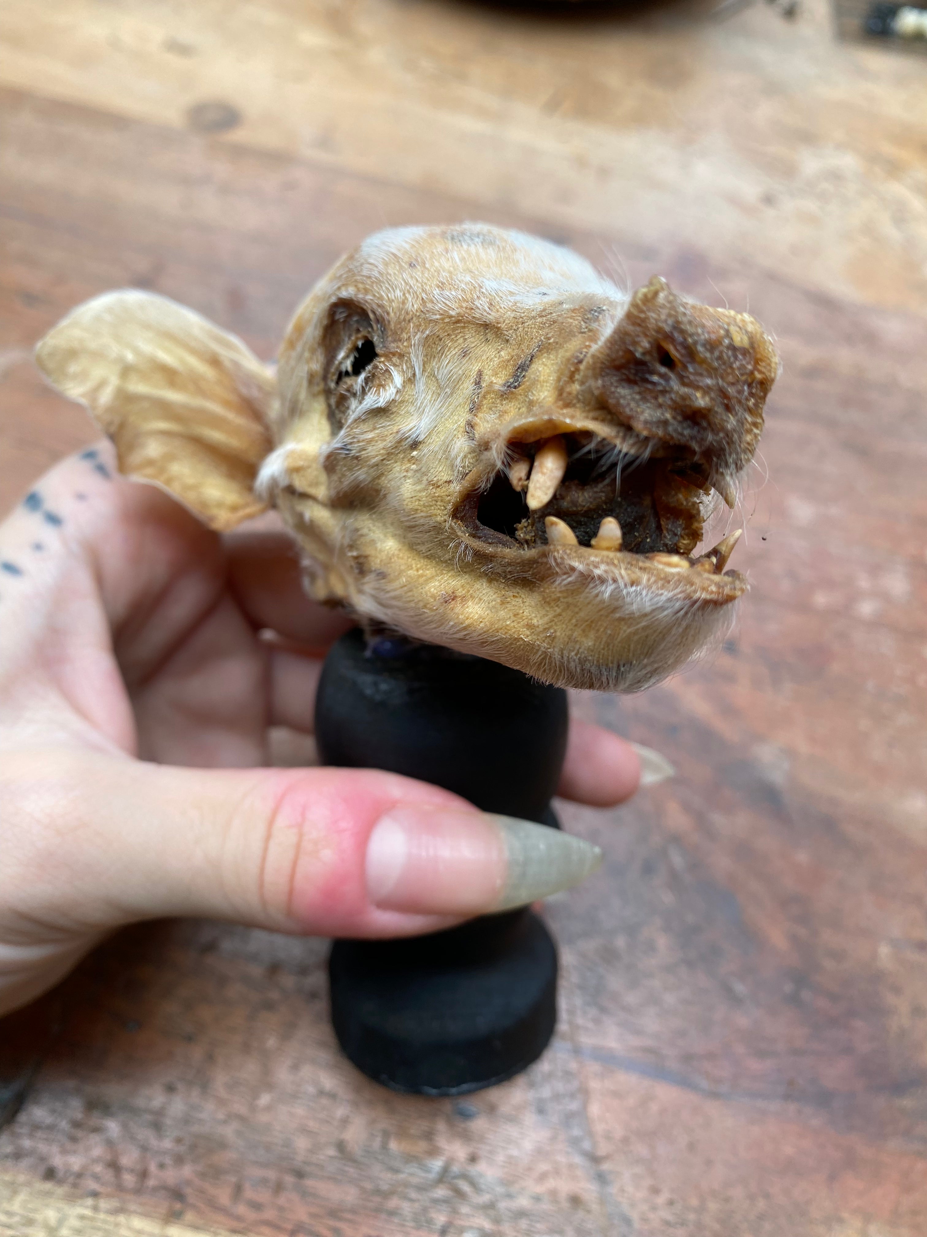 Mummified Pig Head on Wooden Stand