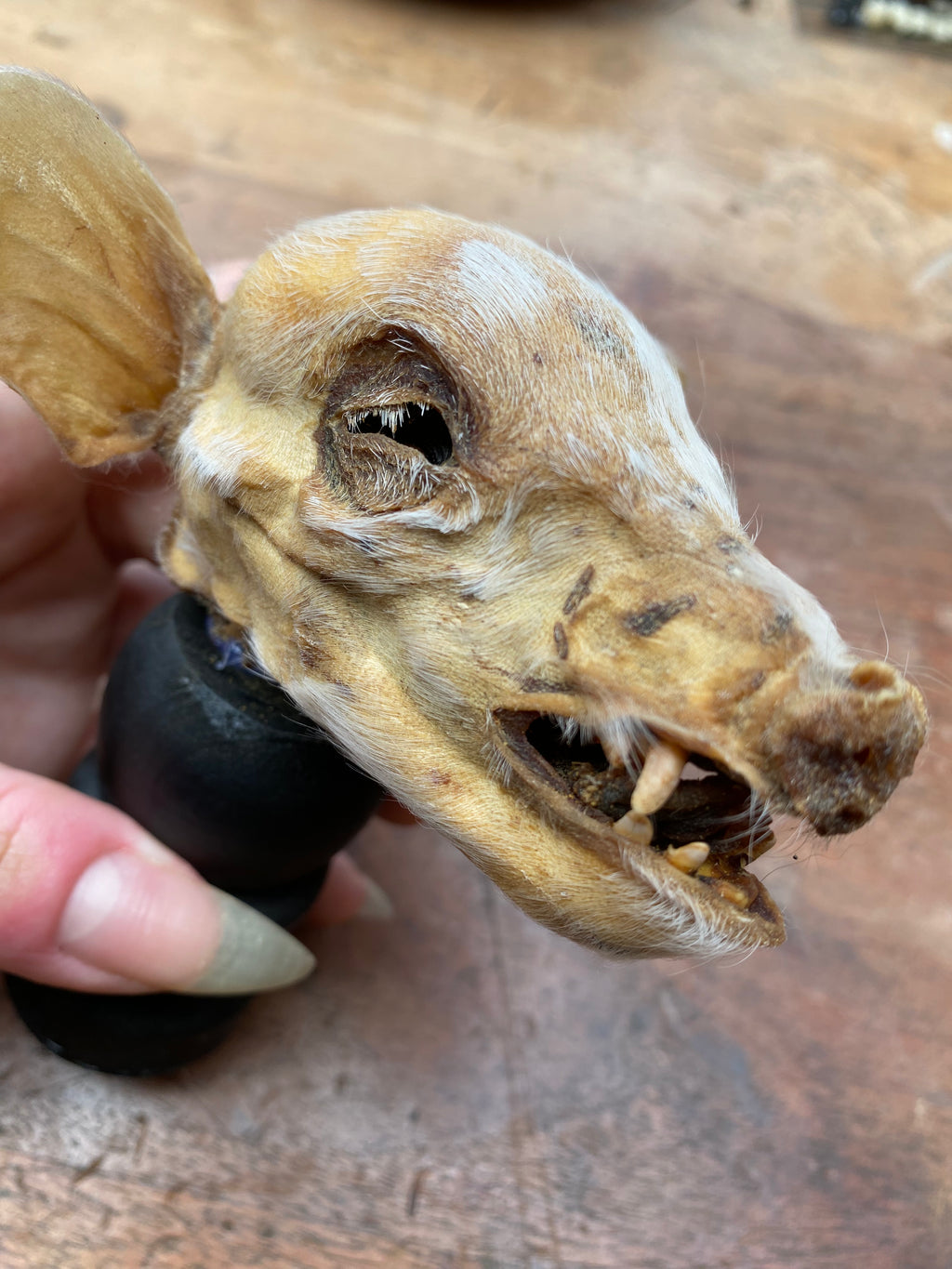 Mummified Pig Head on Wooden Stand