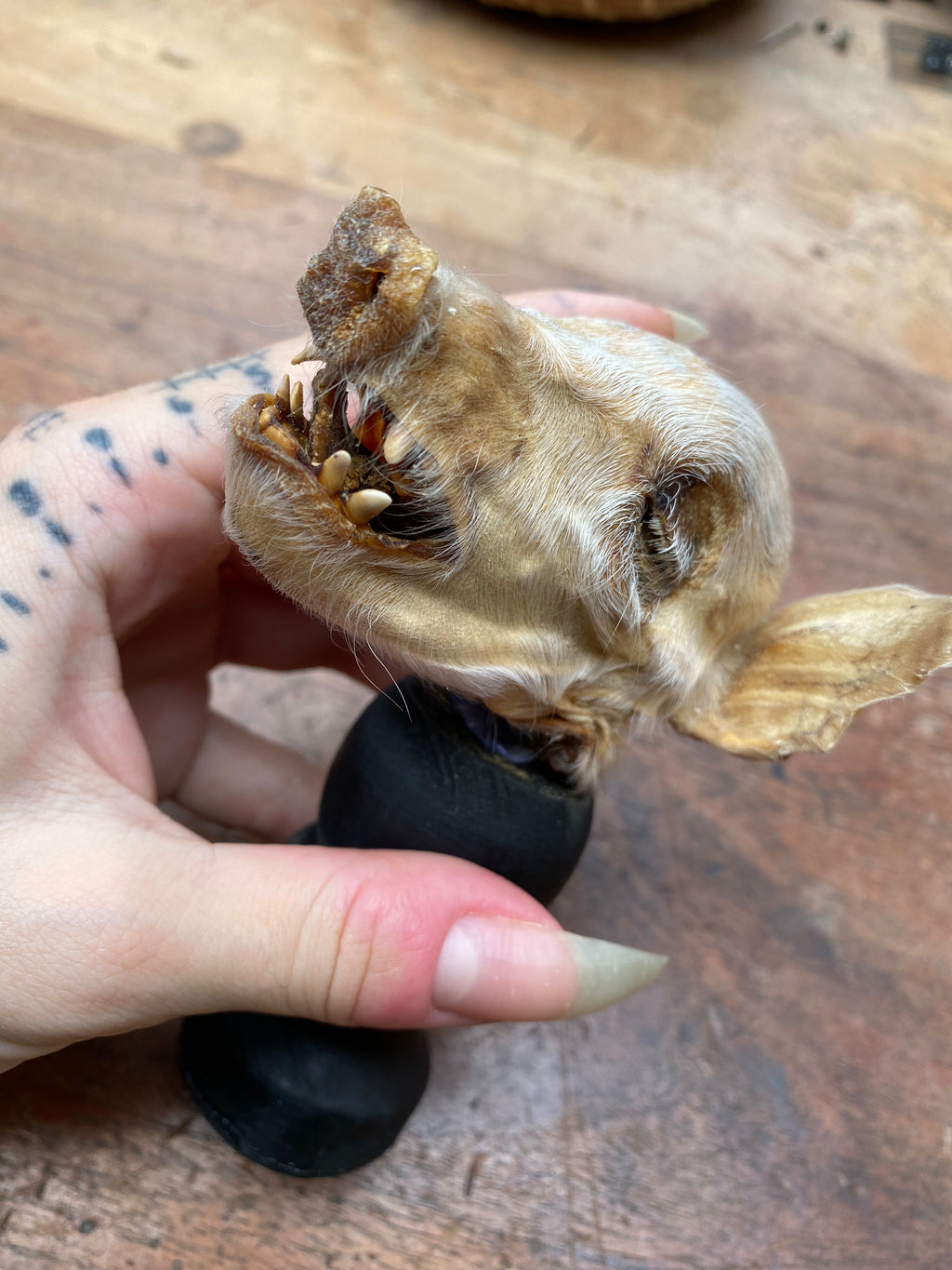 Mummified Pig Head on Wooden Stand
