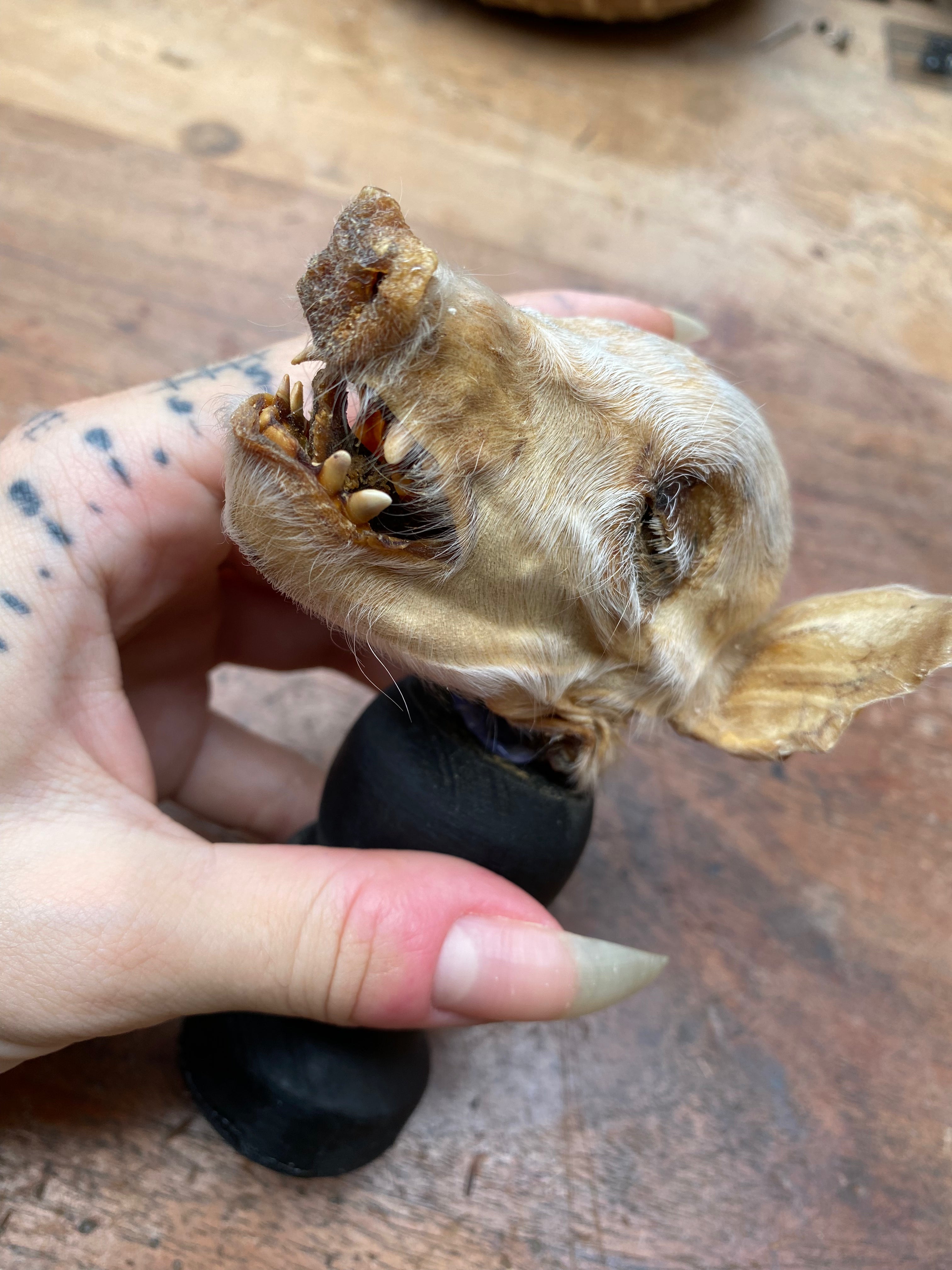 Mummified Pig Head on Wooden Stand
