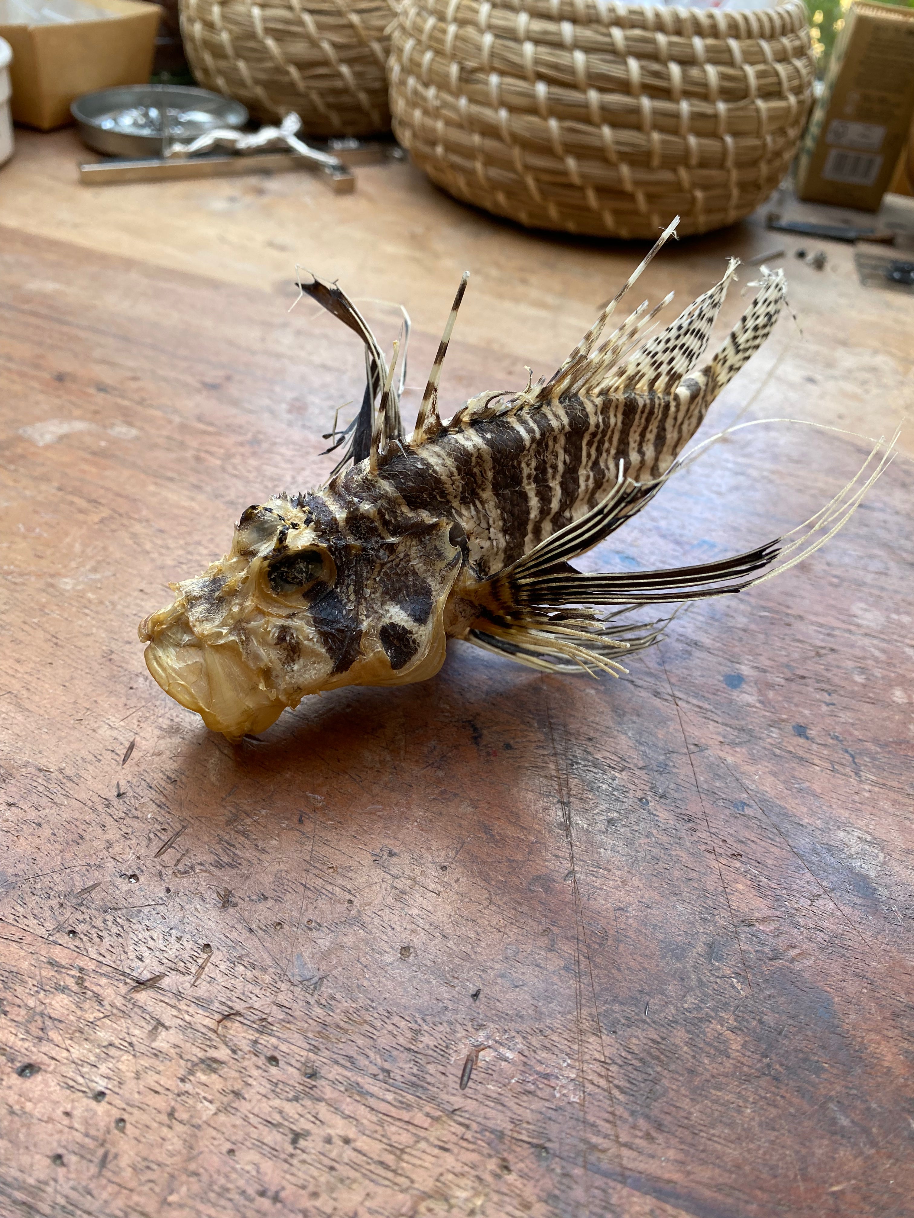 Taxidermy Lion Fish
