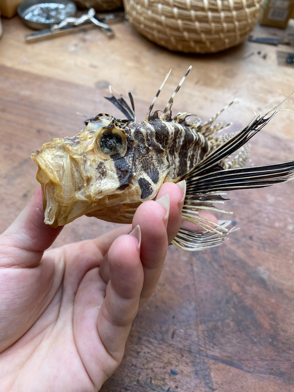 Taxidermy Lion Fish