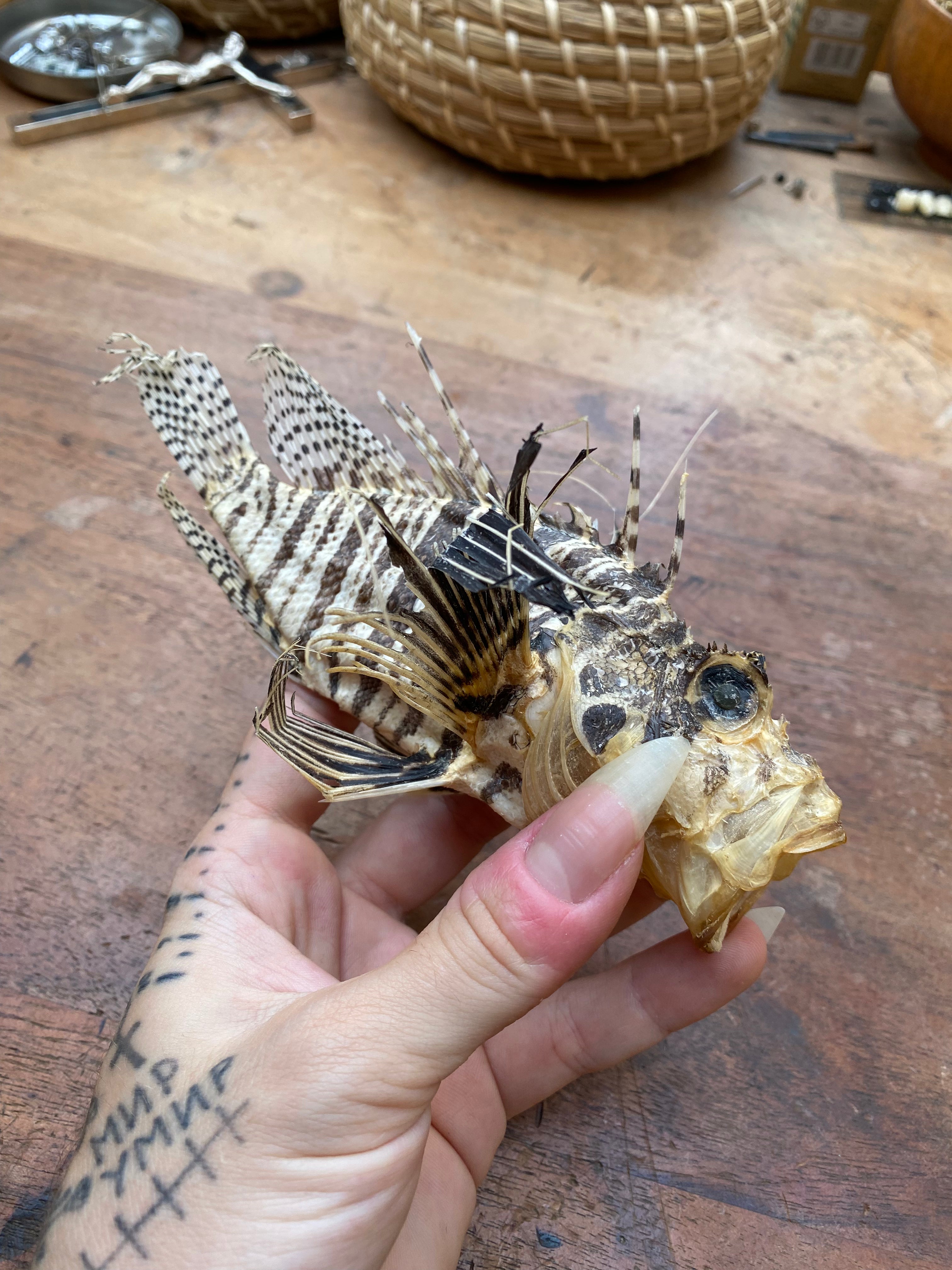 Taxidermy Lion Fish