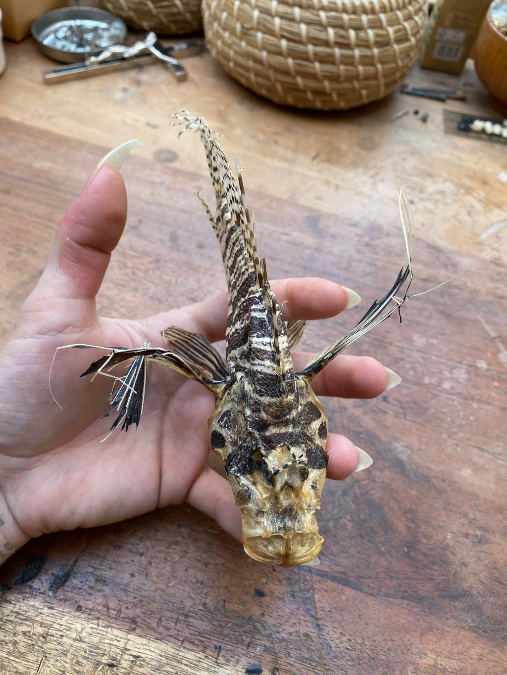 Taxidermy Lion Fish