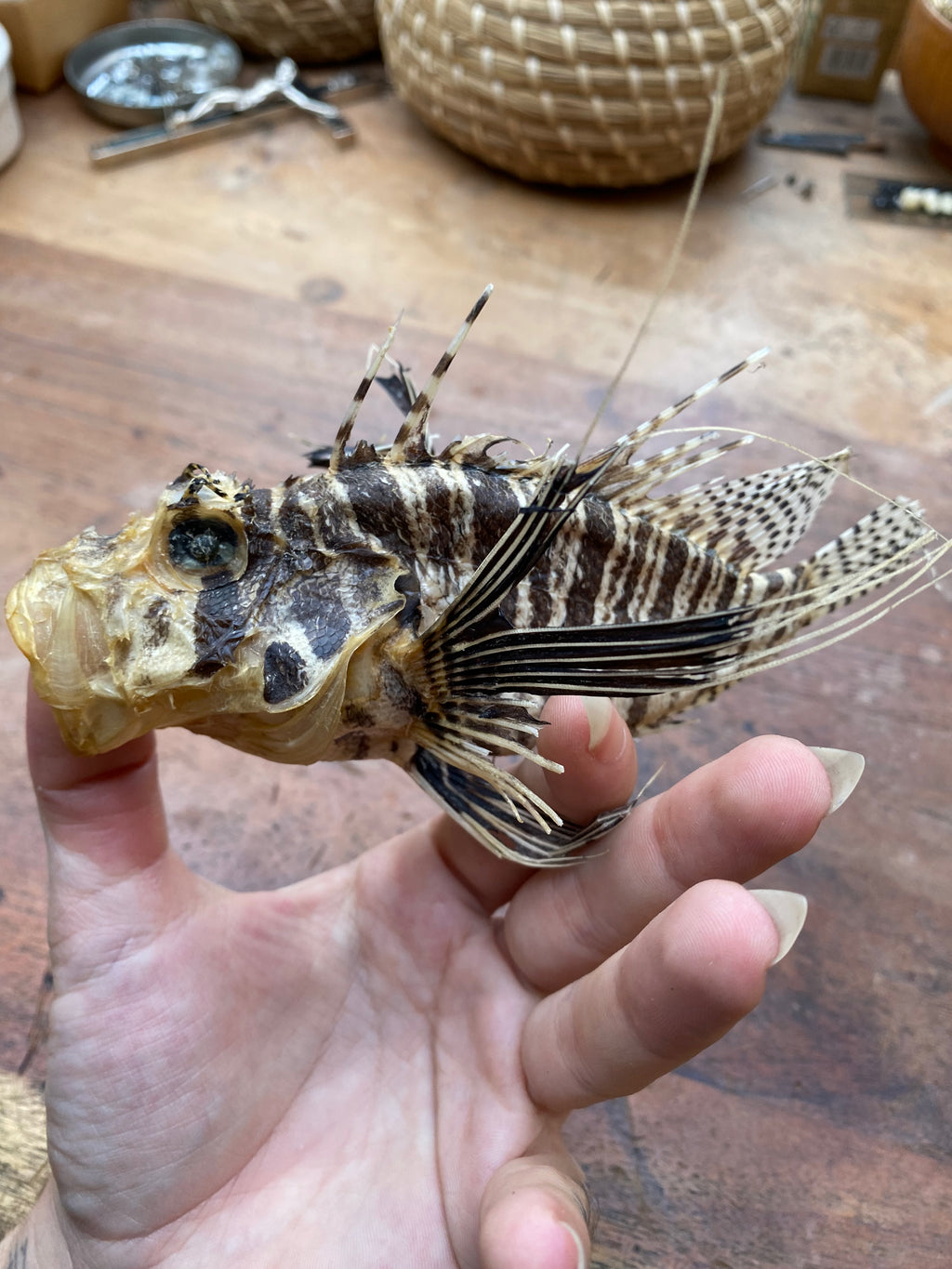 Taxidermy Lion Fish