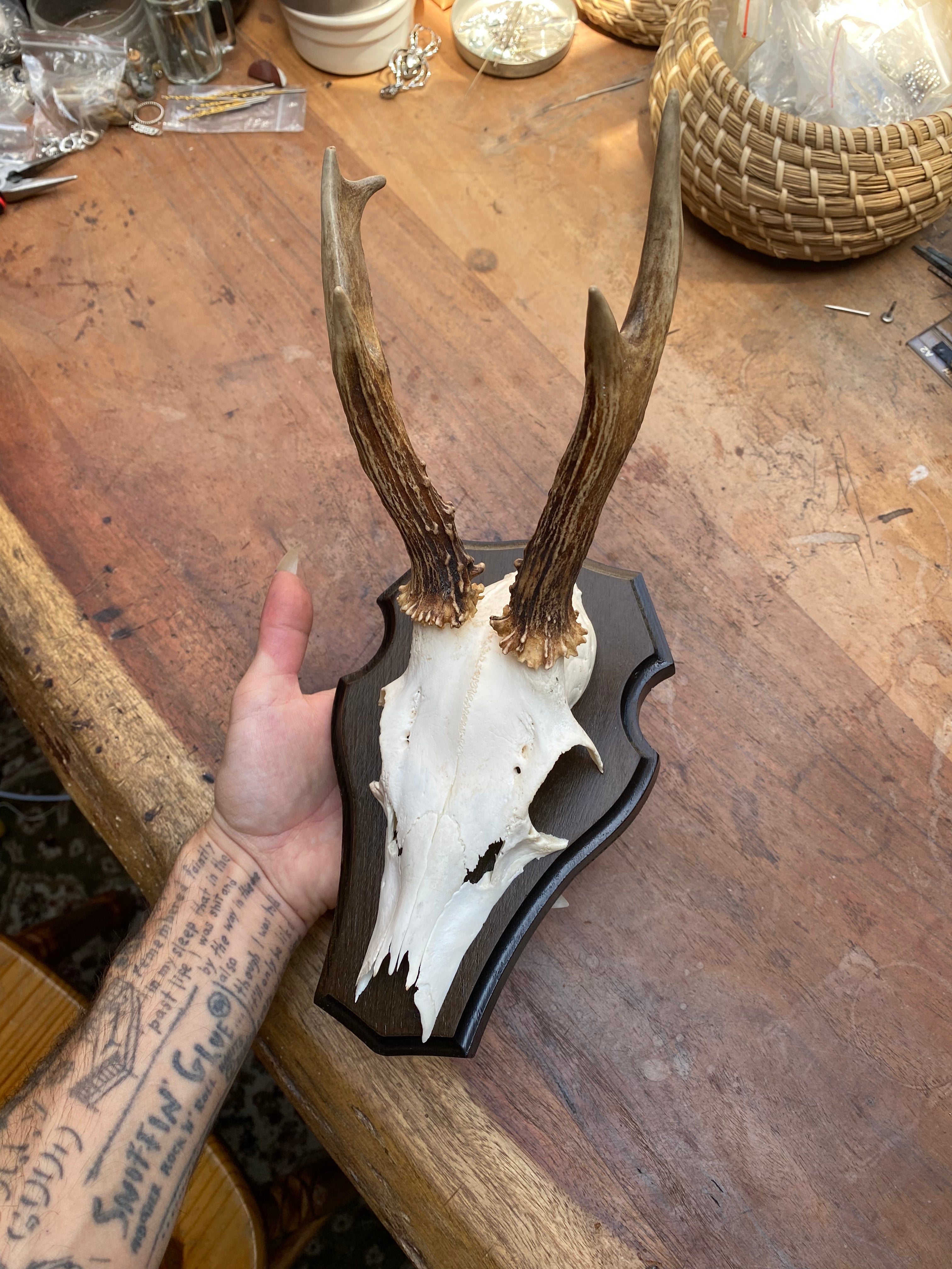 Roe Deer Antlers Wall Mounts