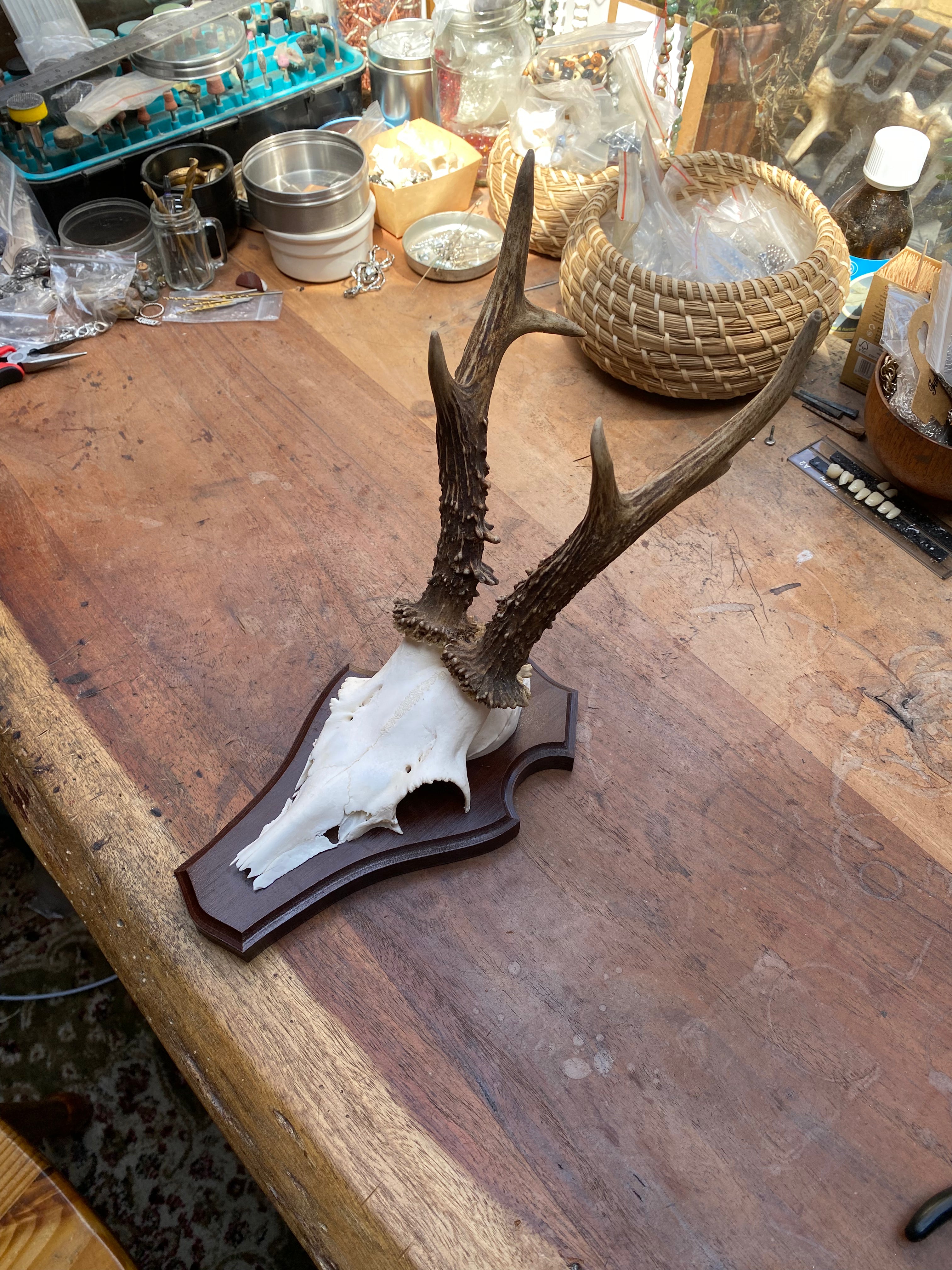 Roe Deer Antlers Wall Mounts