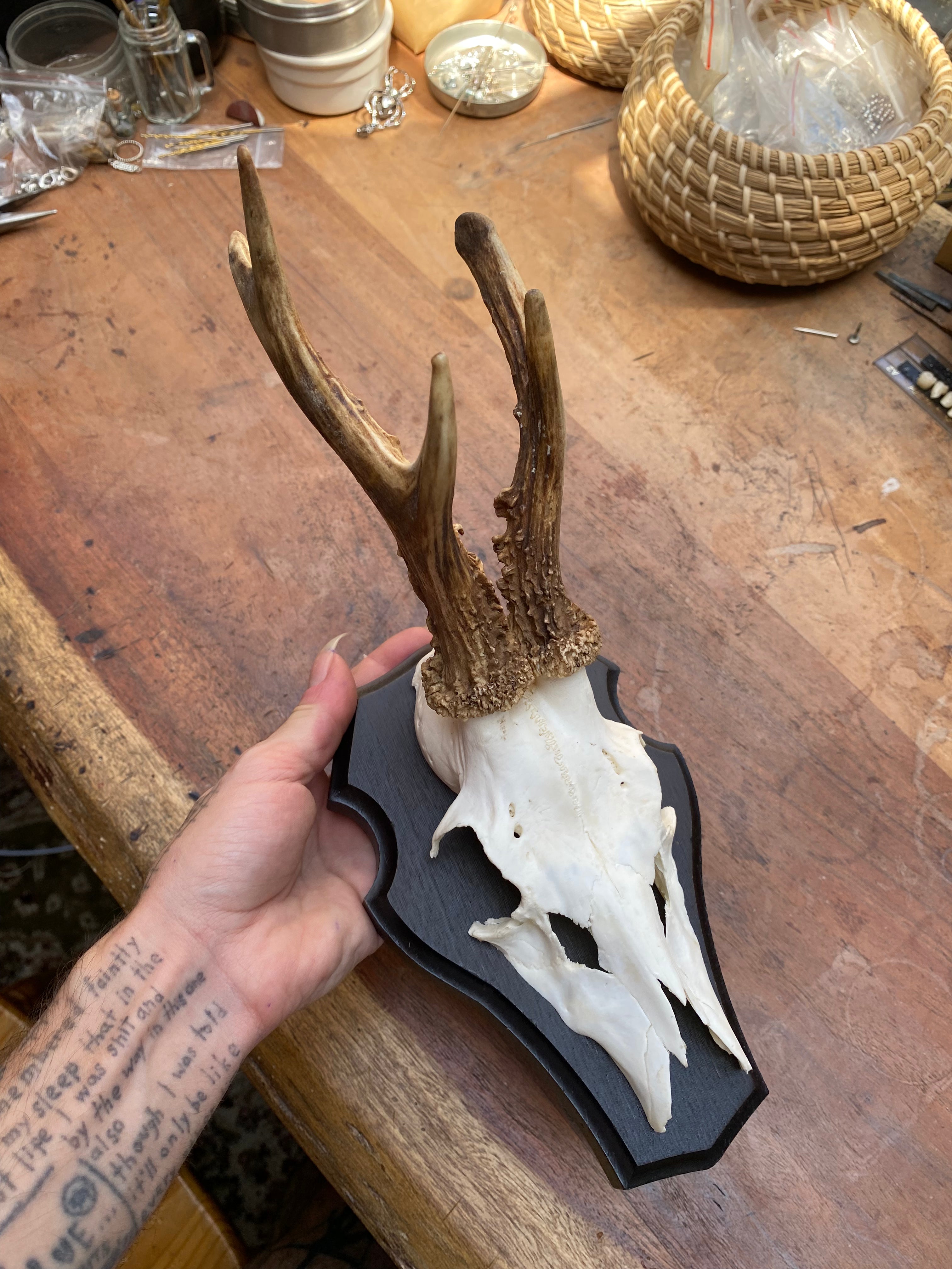 Roe Deer Antlers Wall Mounts