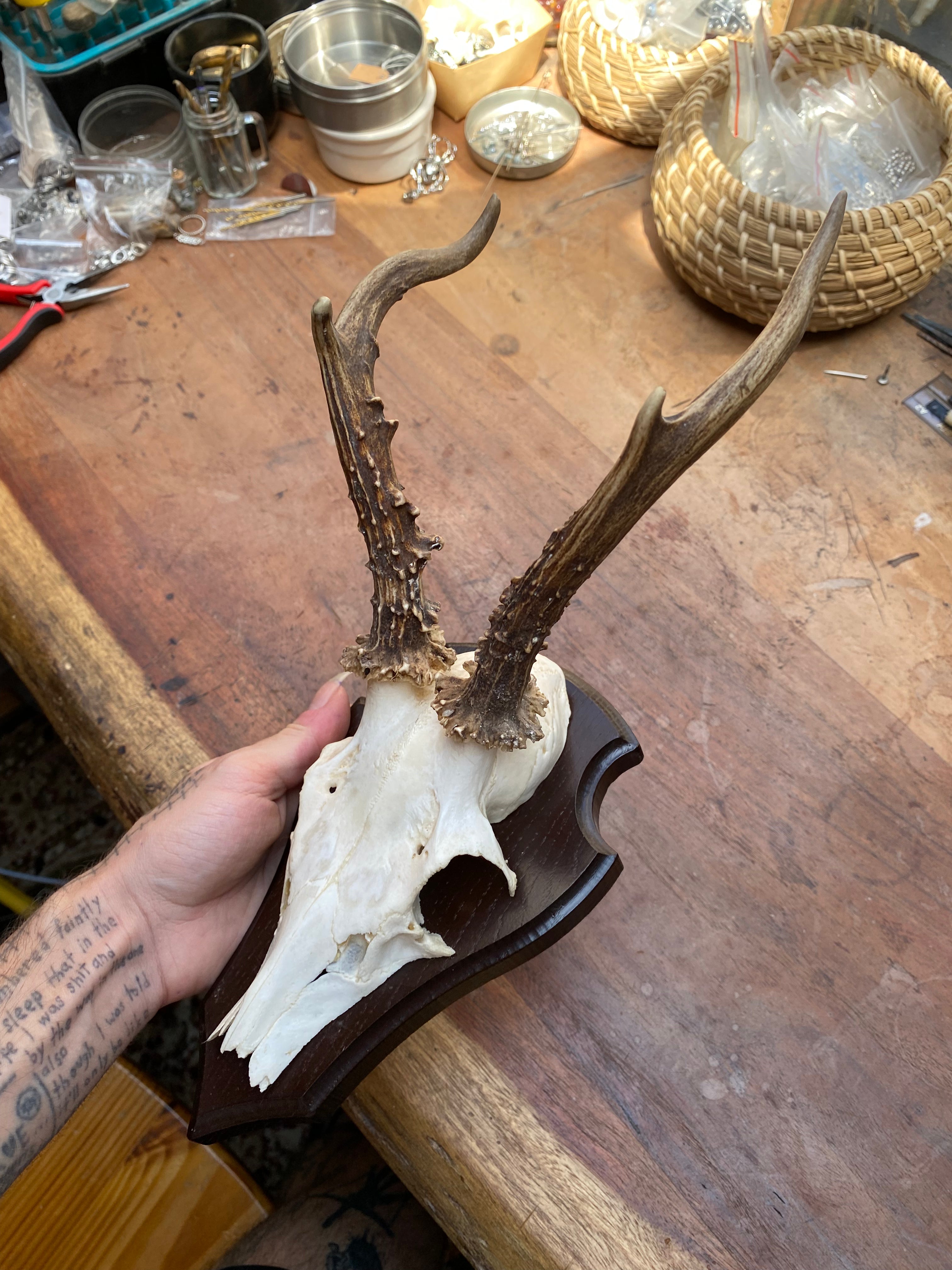 Roe Deer Antlers Wall Mounts