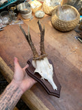 Roe Deer Antlers Wall Mounts