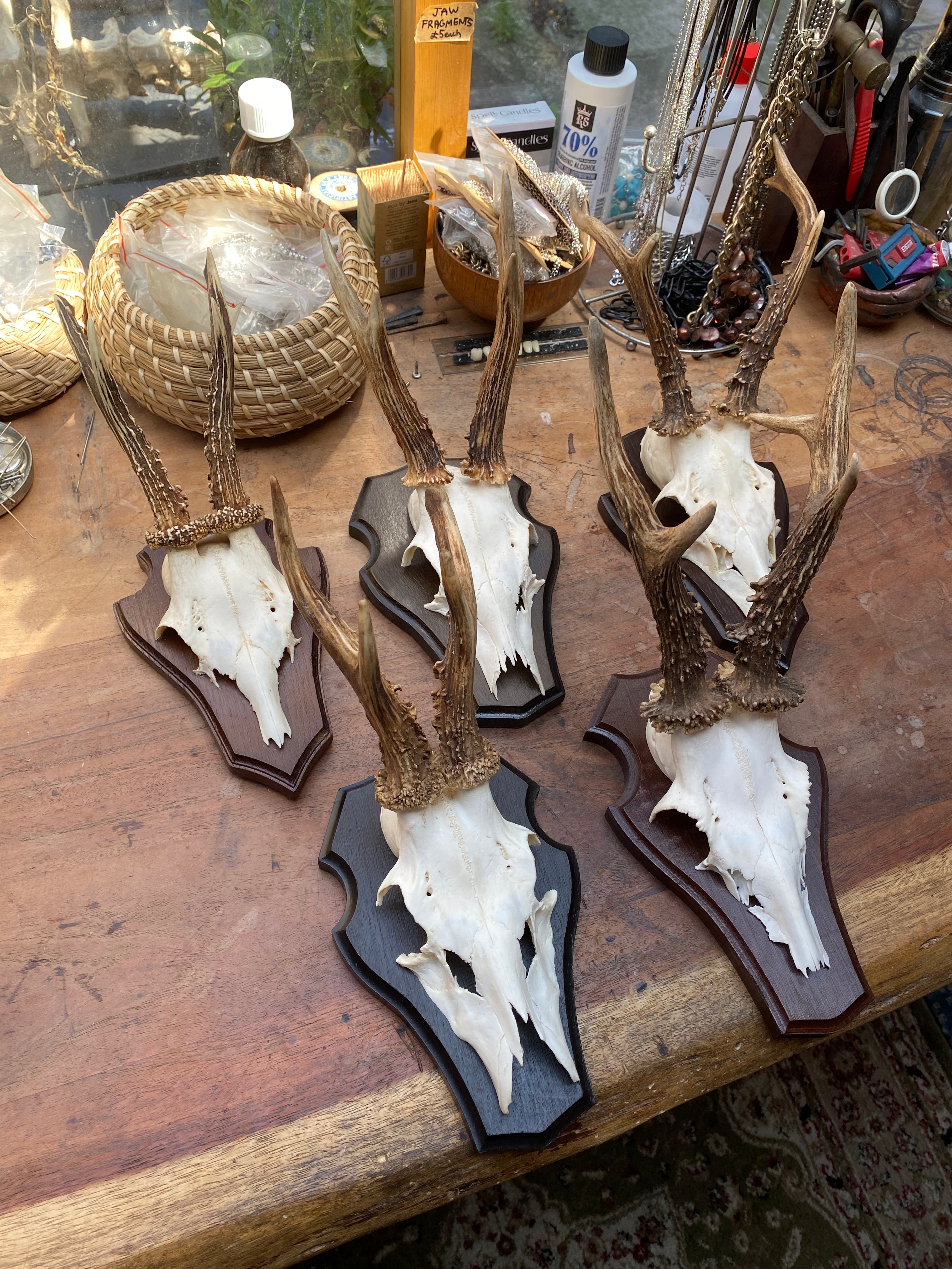 Roe Deer Antlers Wall Mounts