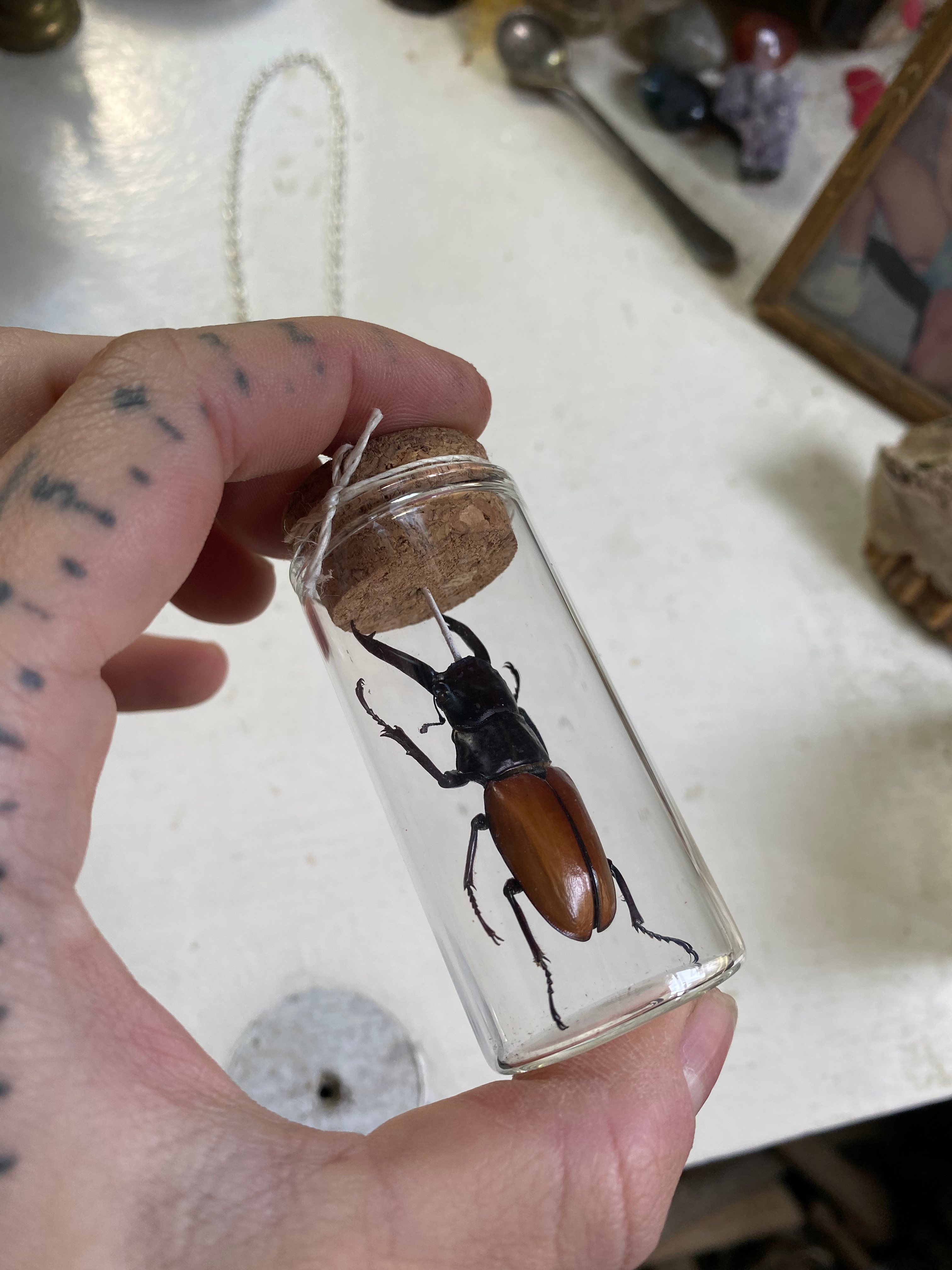 Beetle Taxidermy in Glass Jar Necklace image 1