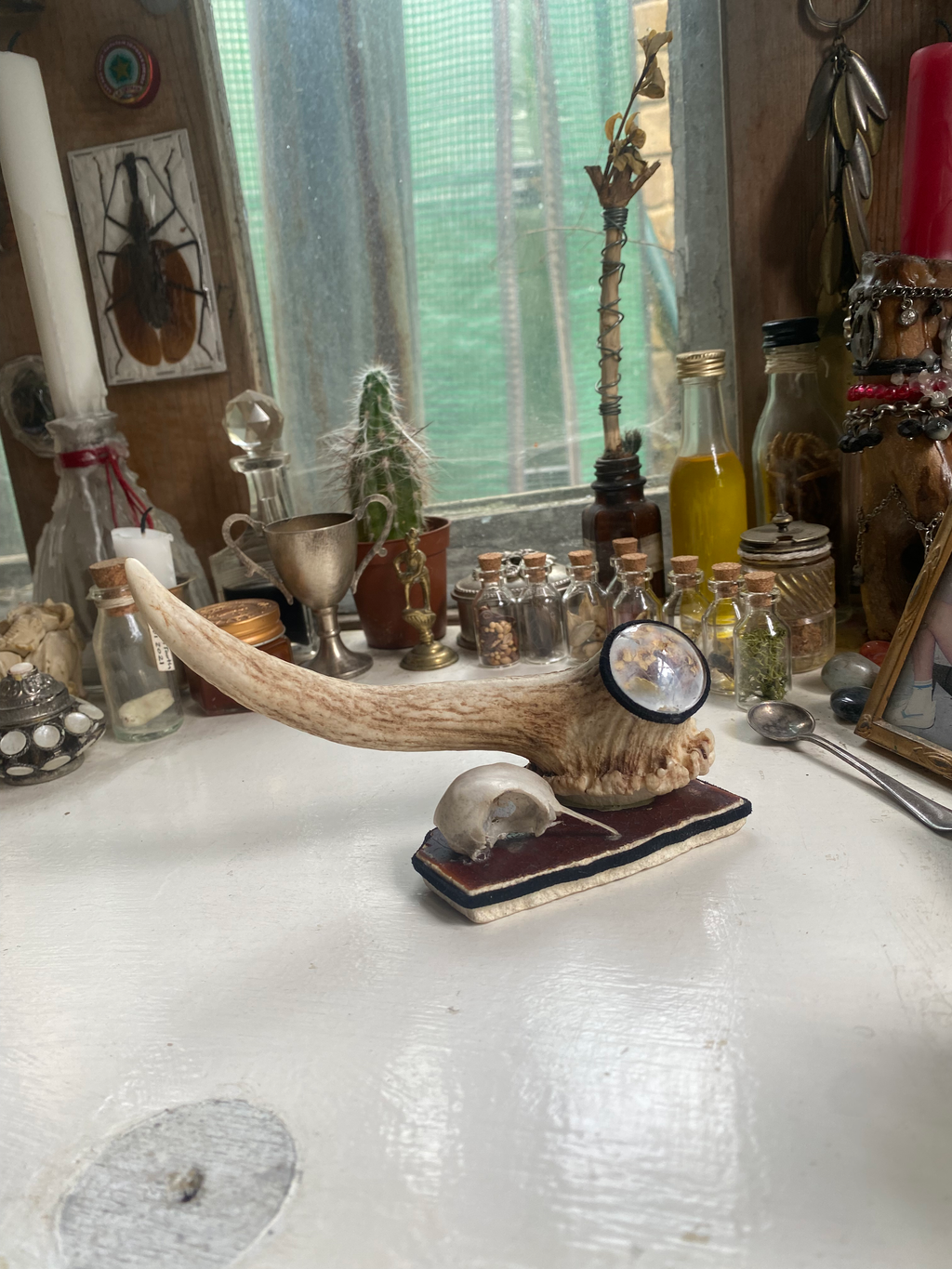Deer Antler and Bird Skull Ring Holder image 0