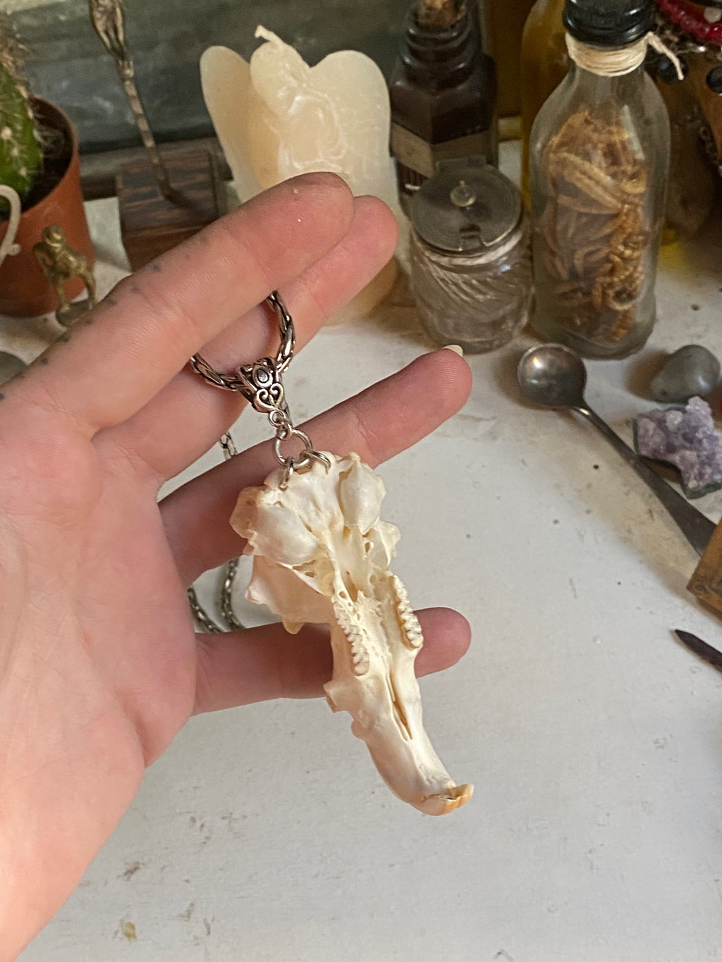 Muskrat Skull with Teeth on a Chain image 2